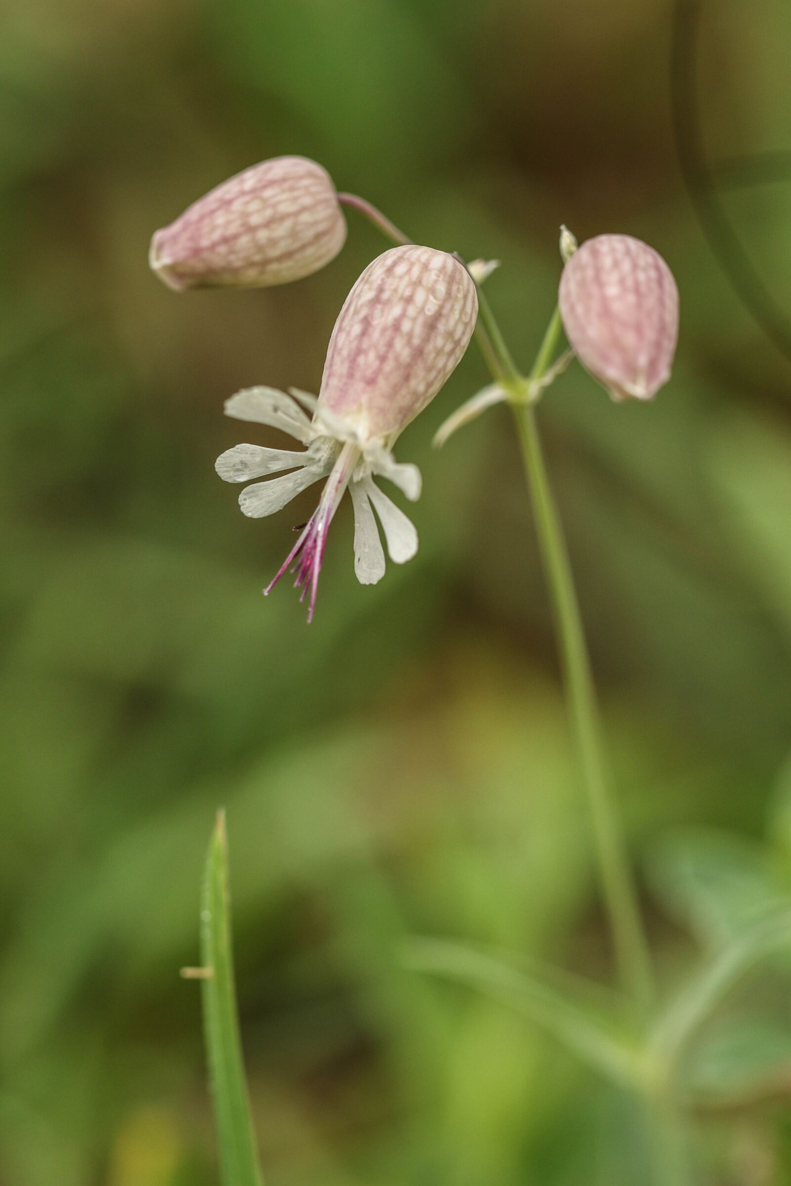 Canon EOS 7D Mark II sample photo. Flowers, wild flower, summer photography