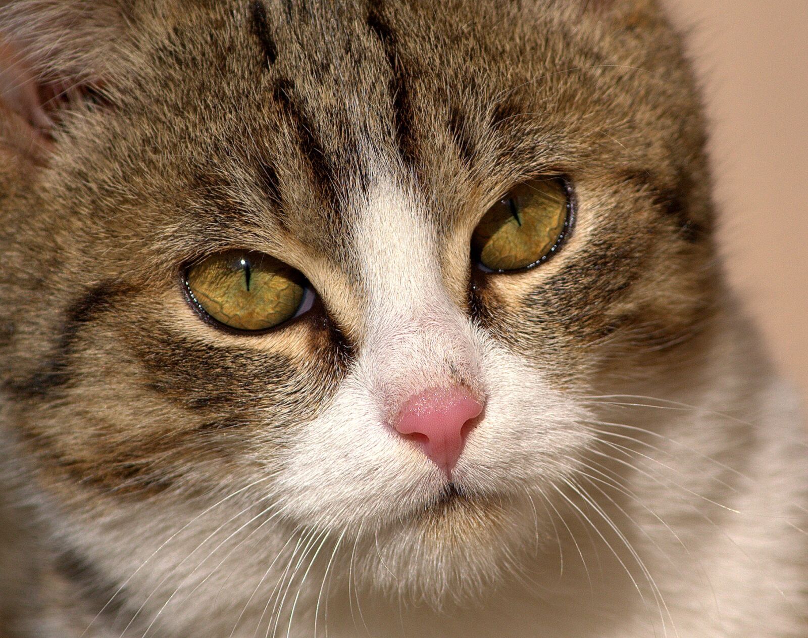 Nikon D3100 sample photo. Cat, eyes, animal photography