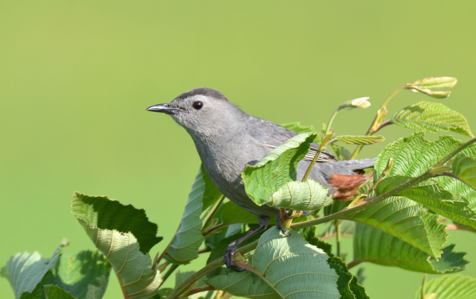 Nikon D3100 sample photo. Animal, bird, gray photography