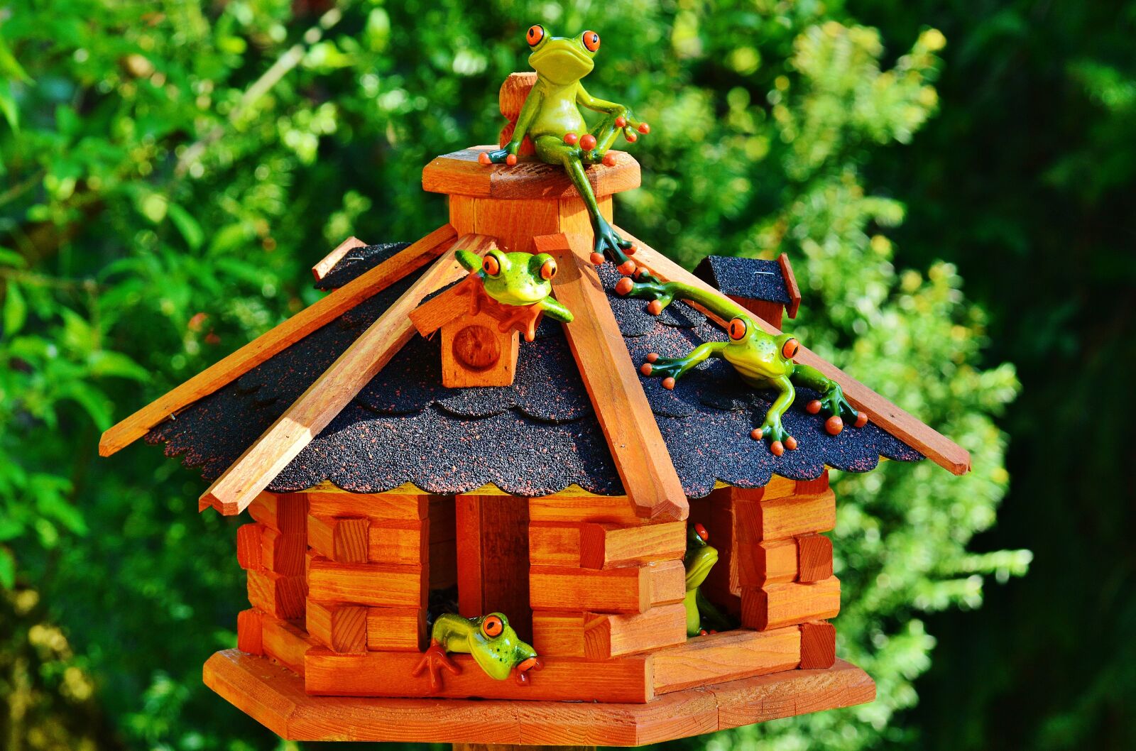 Nikon D3200 sample photo. Frogs, house, funny photography