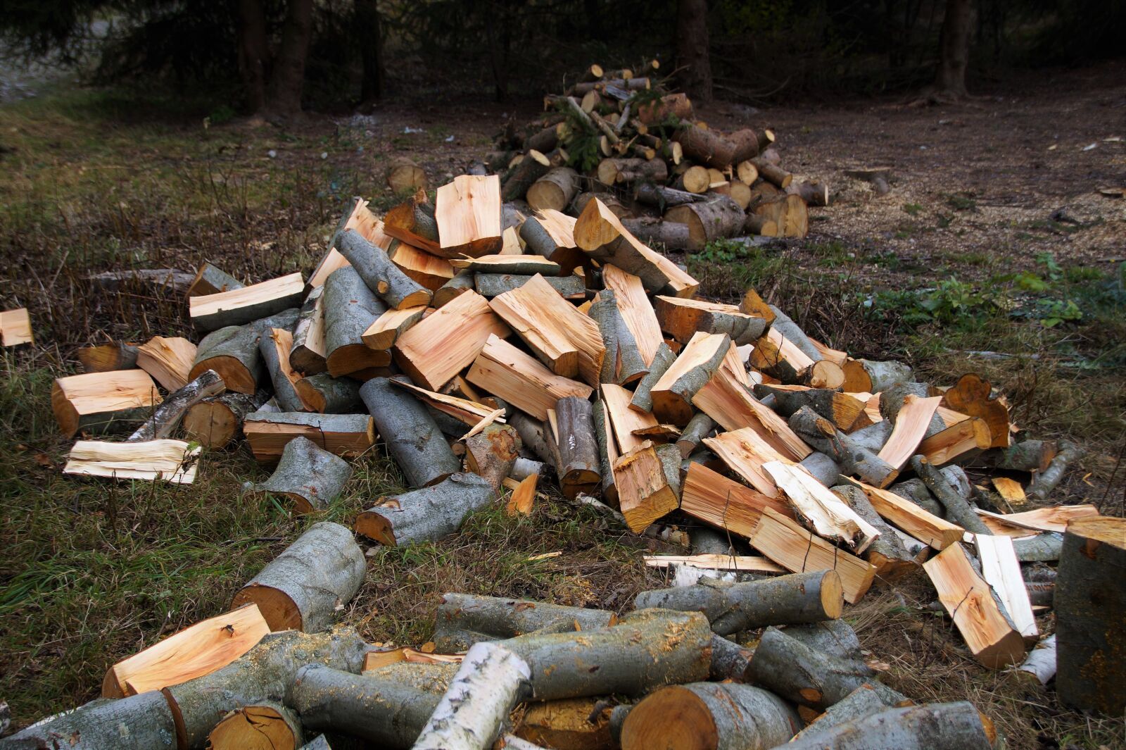 Sony SLT-A58 sample photo. Wood, chopped, mowing photography