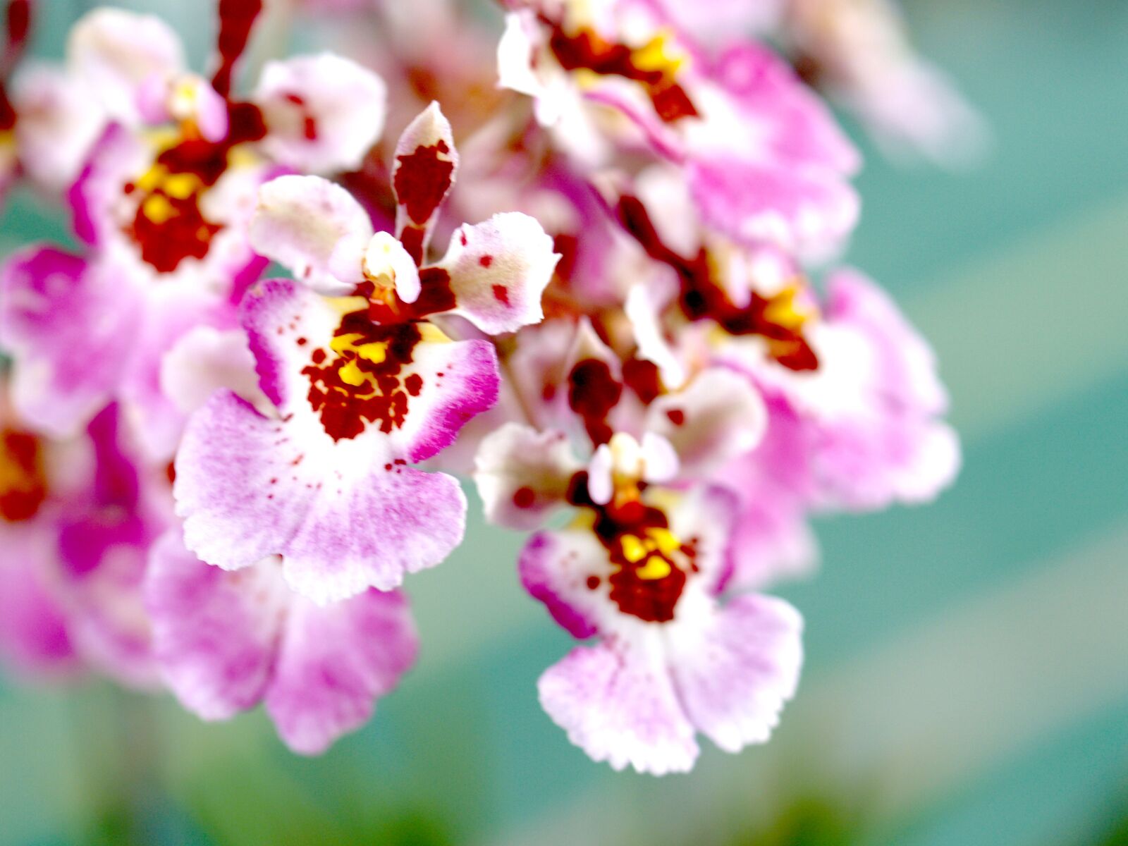 Olympus E-300 (EVOLT E-300) sample photo. Orchid, flower, bright photography