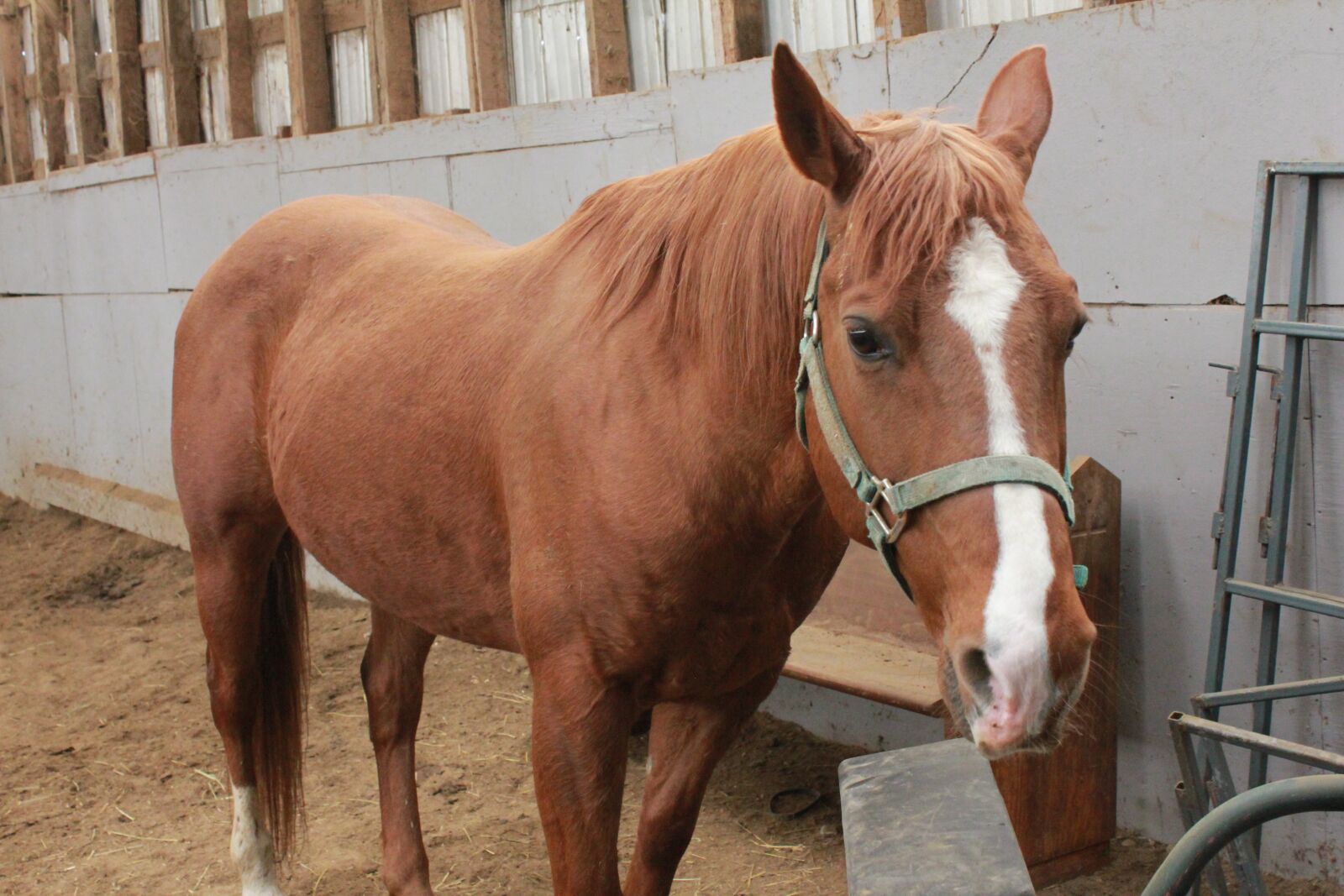 Canon EOS 550D (EOS Rebel T2i / EOS Kiss X4) sample photo. Horses, field, stable photography
