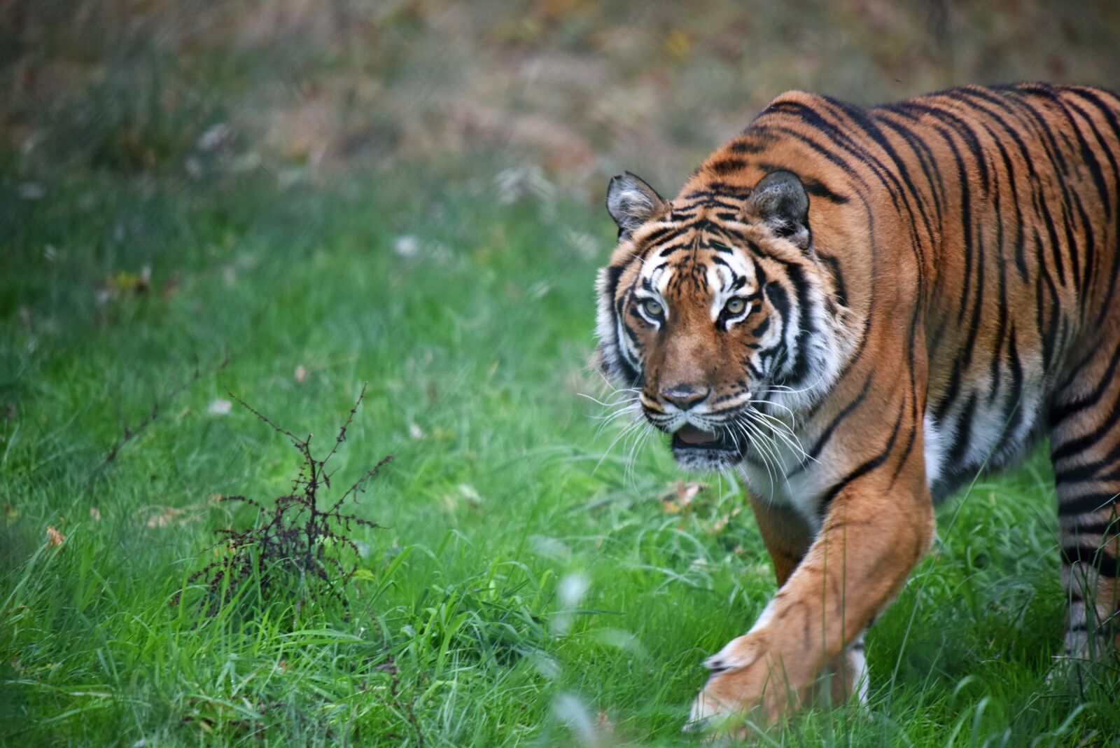 Nikon D810 sample photo. Tiger, animal, predator photography