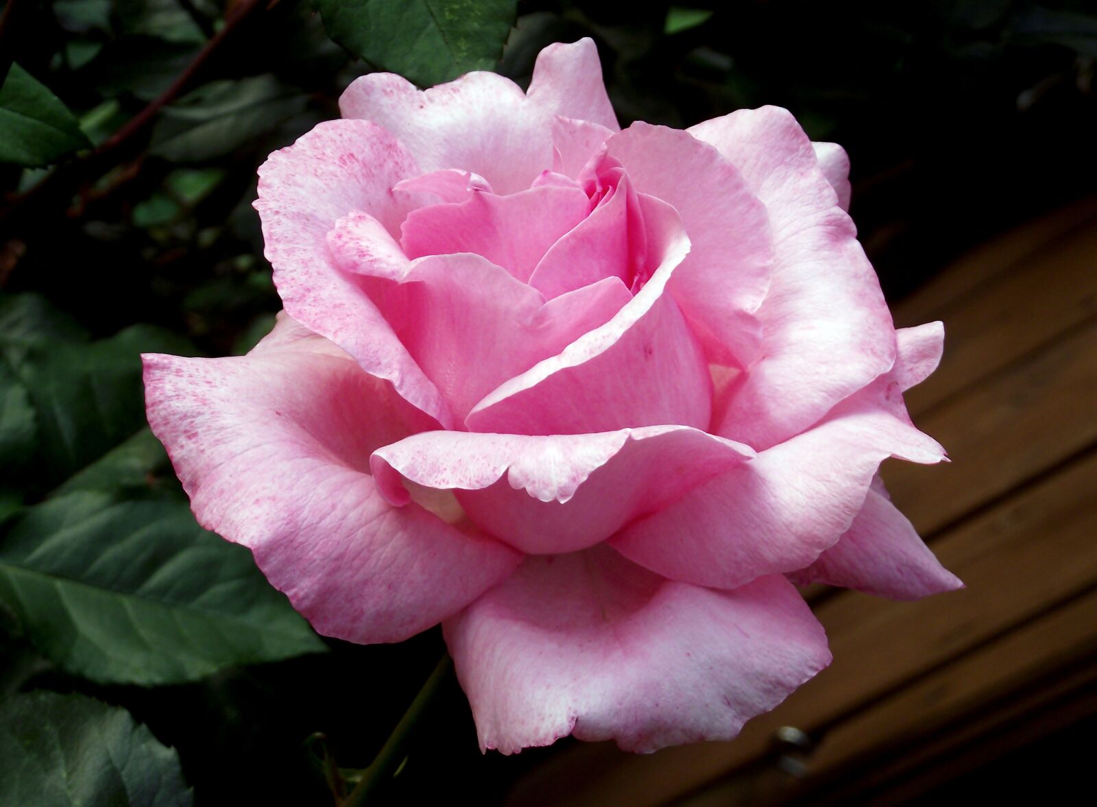 FujiFilm FinePix S1600 (FinePix S1770) sample photo. Rose, flower, pink photography