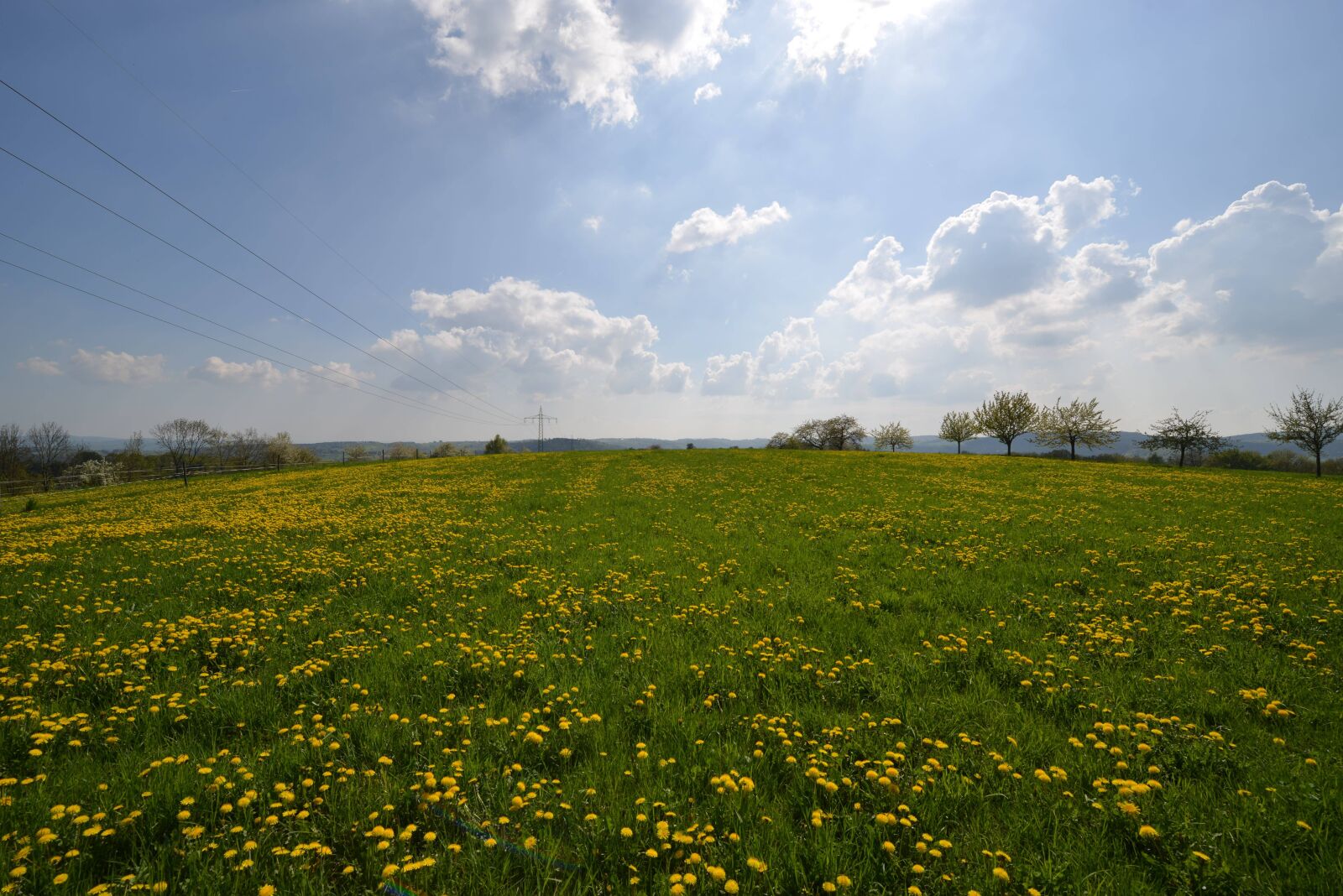 Nikon D800 sample photo. Flowers, fields, meadow photography