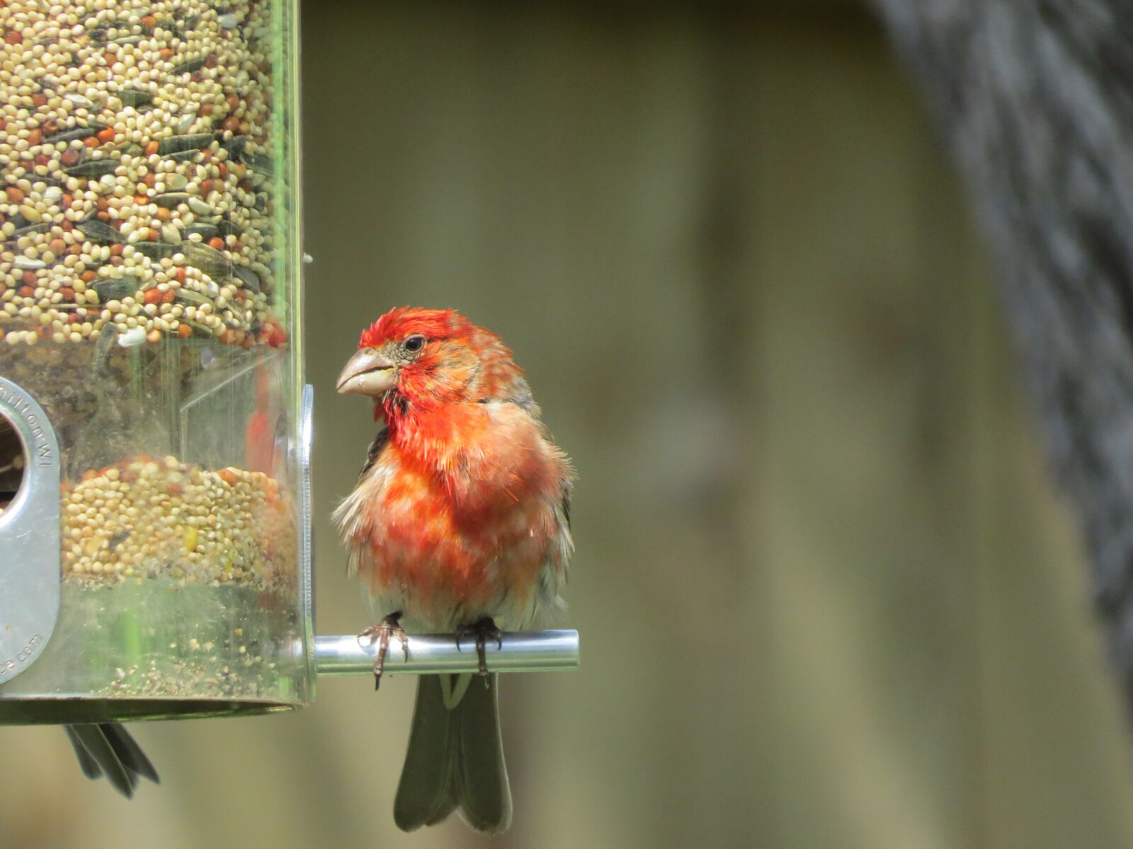 Canon PowerShot SX50 HS sample photo. Bird, scarlet and gray photography