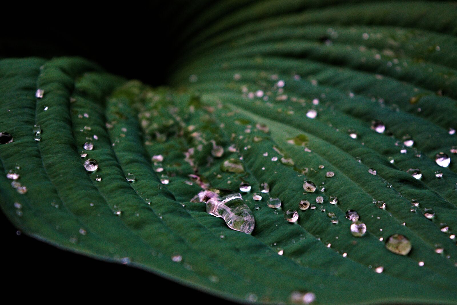 Nikon D3300 sample photo. Water droplets on leaves photography