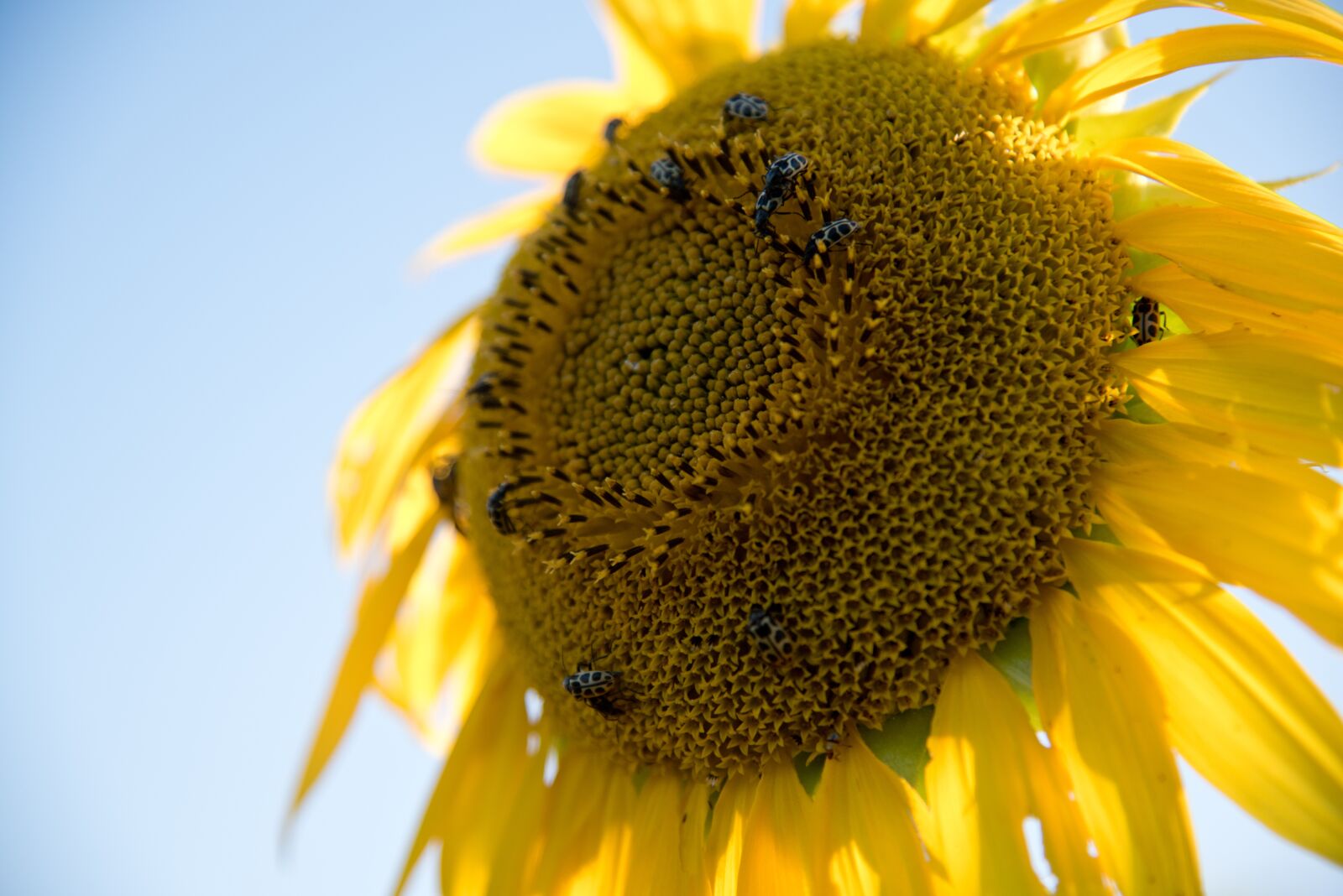 Nikon D750 sample photo. Girassol, amarelo, flor photography