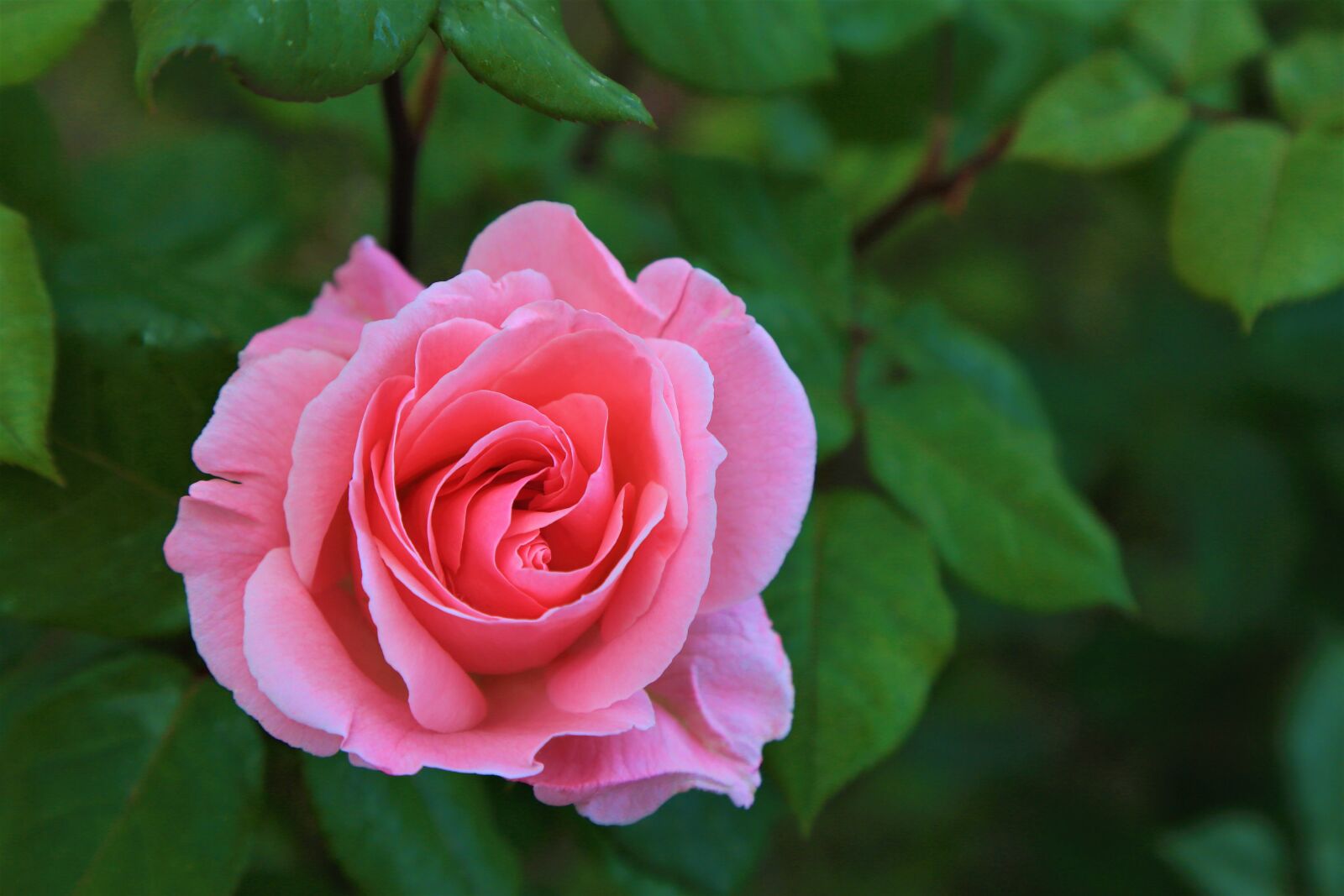 Canon EOS 5D Mark III sample photo. Rose, spring, nature photography