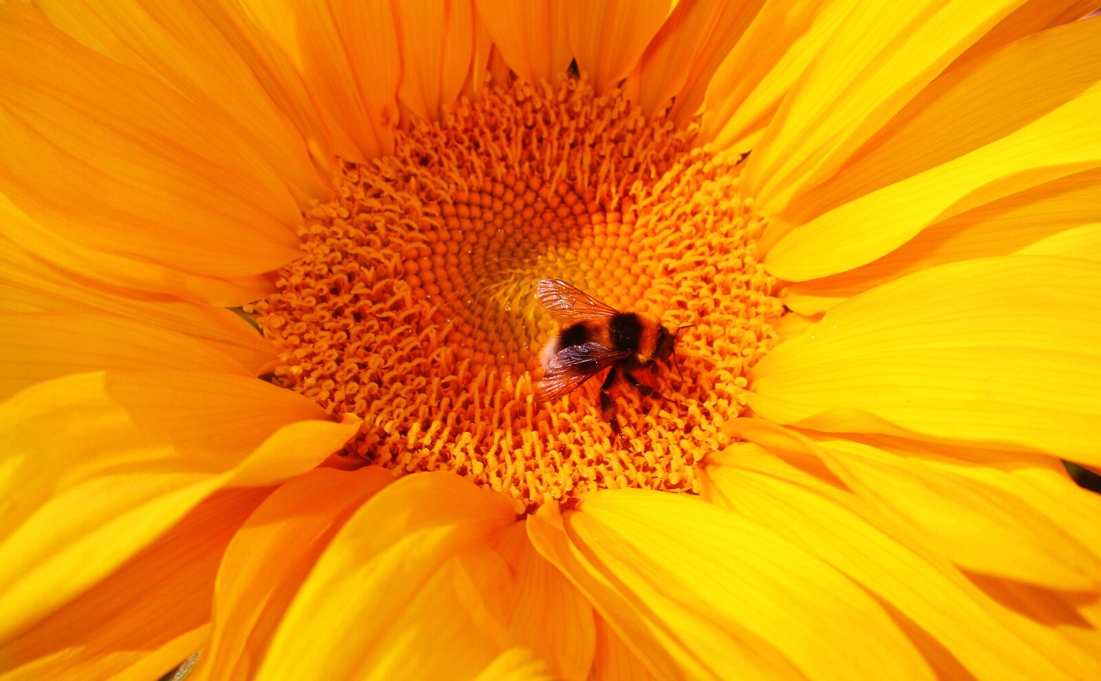 Canon IXUS 185 sample photo. Bumblebee, flower, insect photography