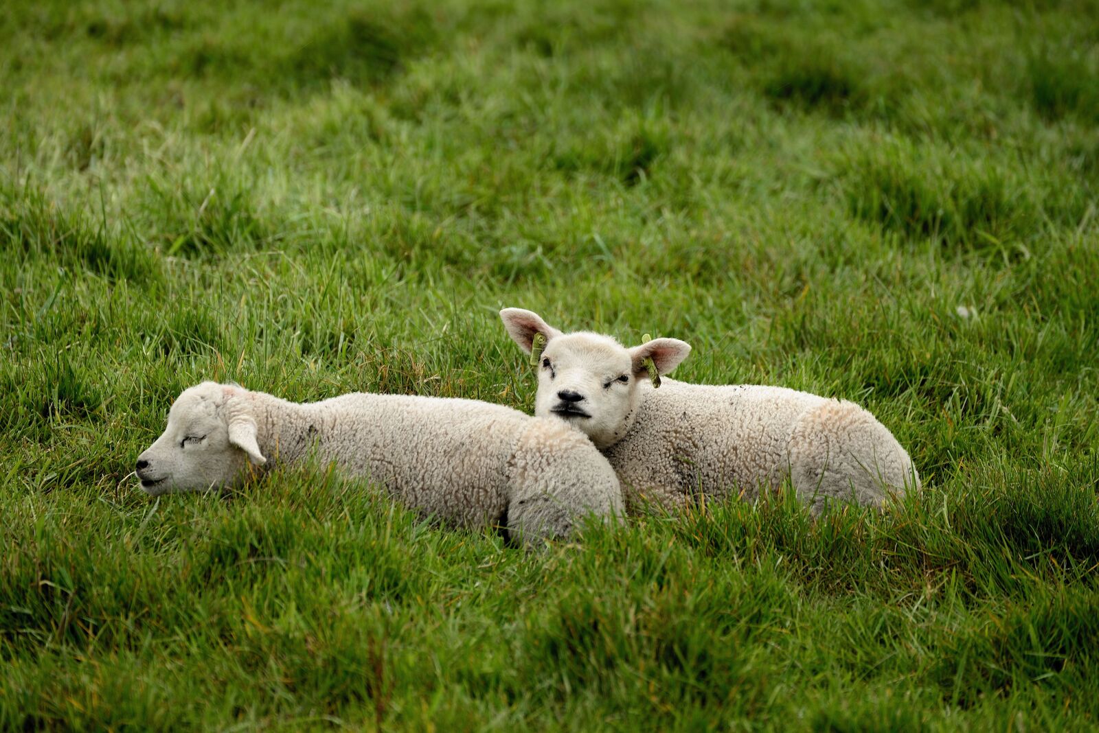 Nikon D610 sample photo. Sheep, lambs, grass photography