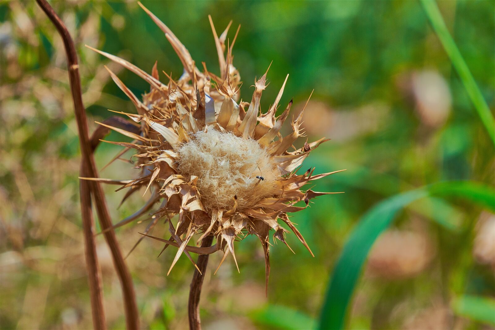 Nikon D7200 sample photo. Flower, thorns, thorny photography