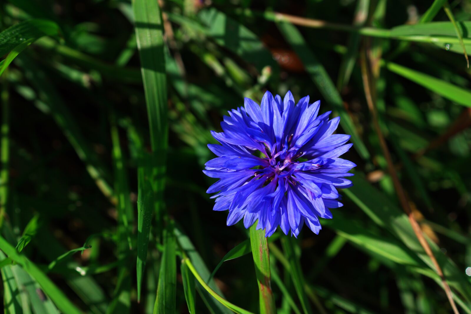 Sony SLT-A68 + Sony DT 30mm F2.8 Macro SAM sample photo. Garden, blue, bloom photography