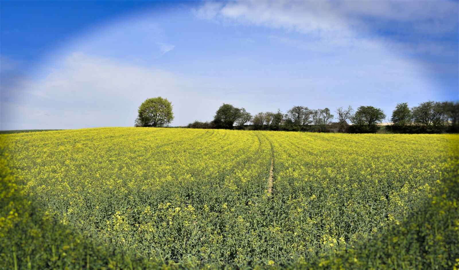Nikon D7200 sample photo. Nature, oilseed rape, field photography