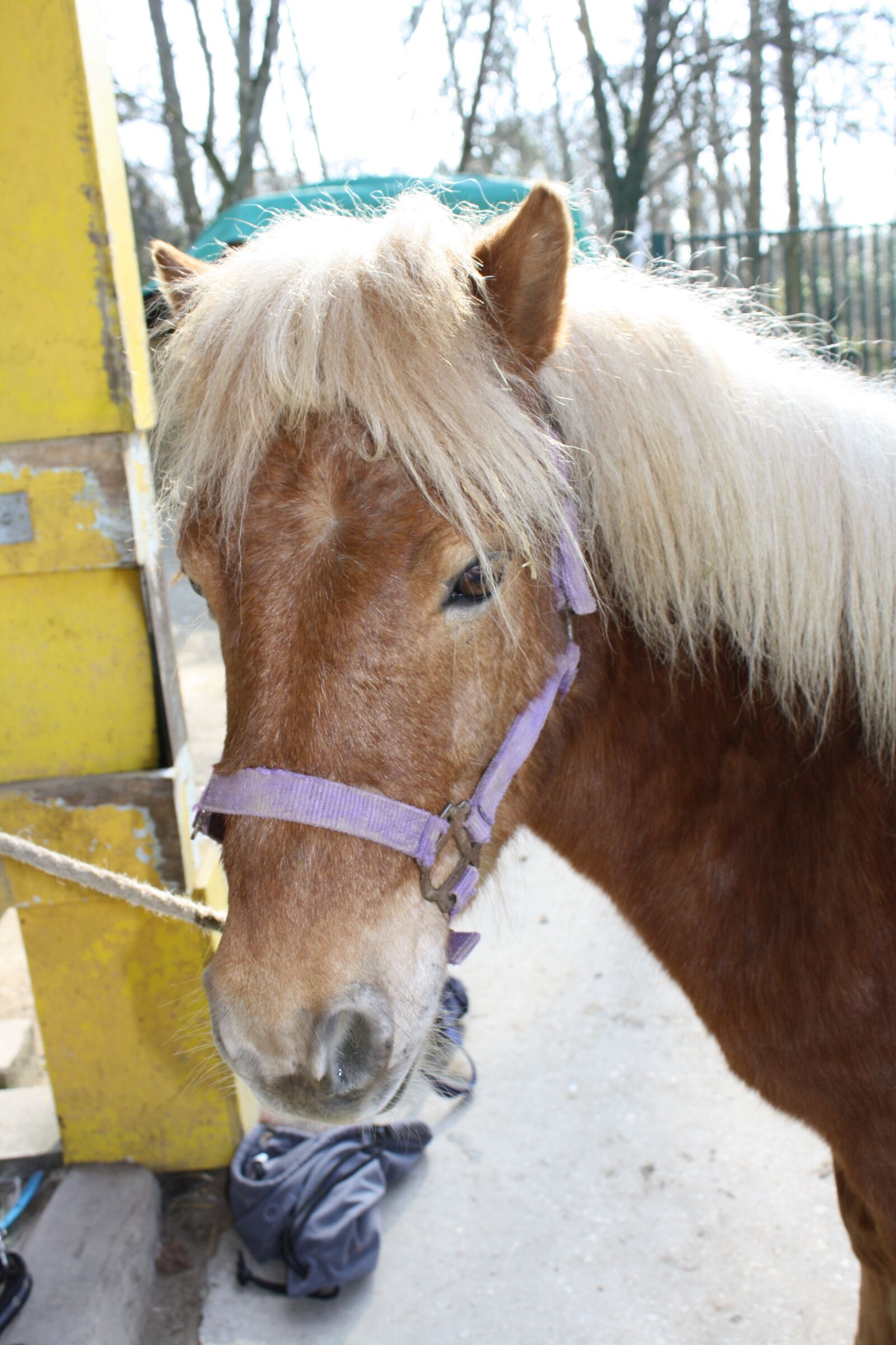 Canon EOS 1000D (EOS Digital Rebel XS / EOS Kiss F) sample photo. Horse, pony, mane photography