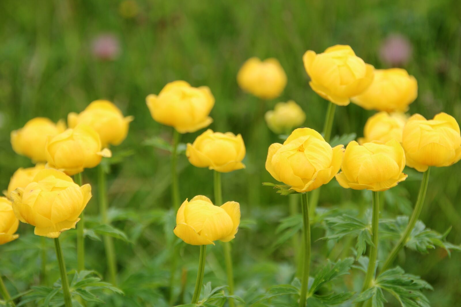 Canon EOS 600D (Rebel EOS T3i / EOS Kiss X5) sample photo. Flowers, yellow, meadow photography