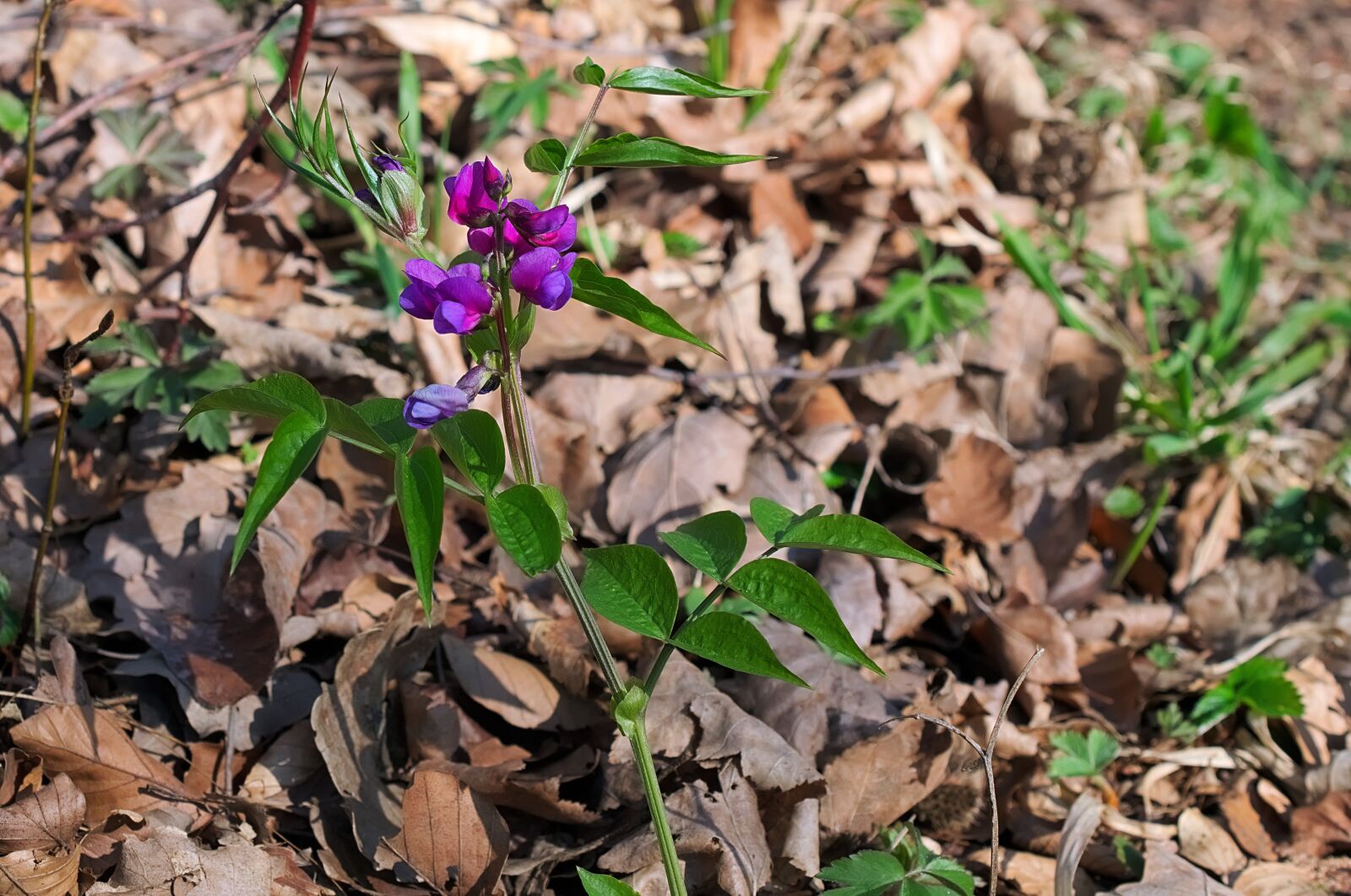 Nikon D3300 sample photo. Spring flat pea, forest photography
