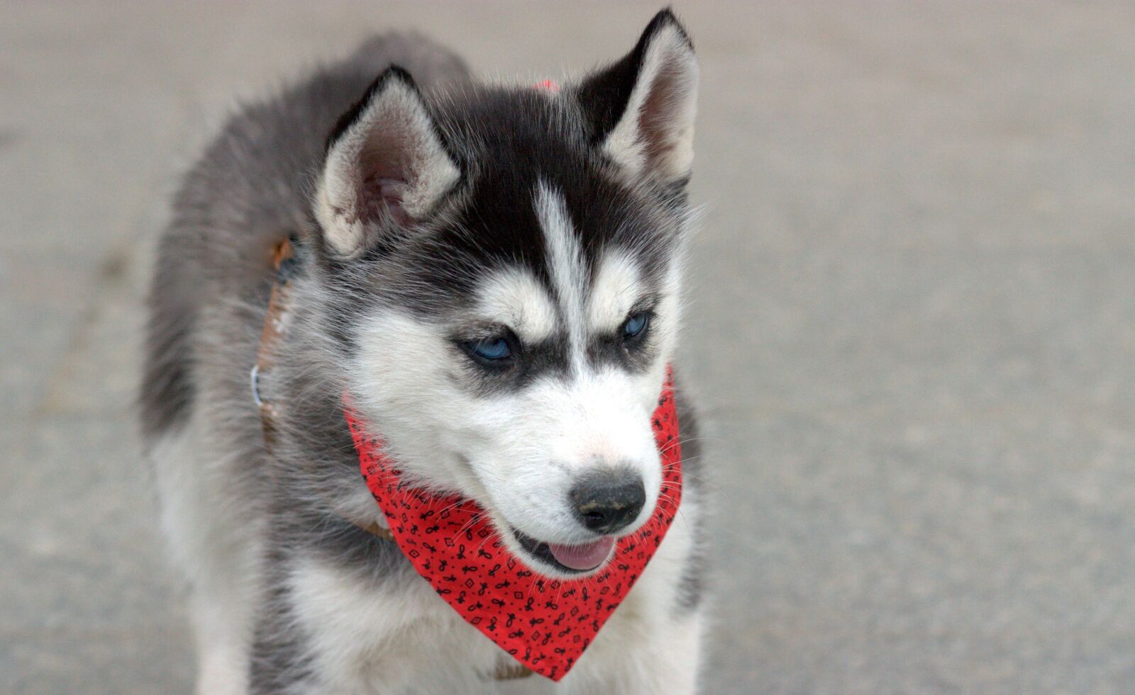 Canon EOS 450D (EOS Rebel XSi / EOS Kiss X2) sample photo. Husky, dog, chicken photography