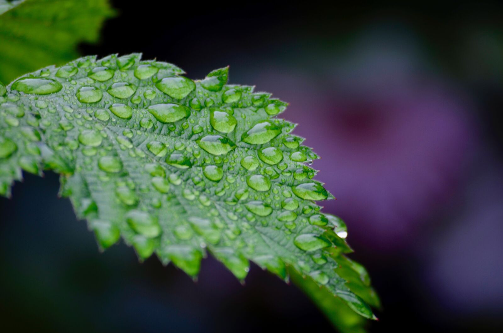 Nikon D5100 sample photo. Rain, garden, raindrop photography