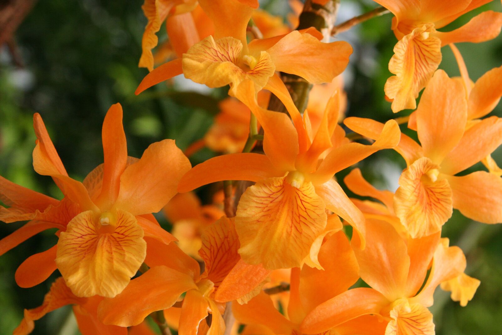 Canon EOS 350D (EOS Digital Rebel XT / EOS Kiss Digital N) sample photo. Orchids, orange, flower photography