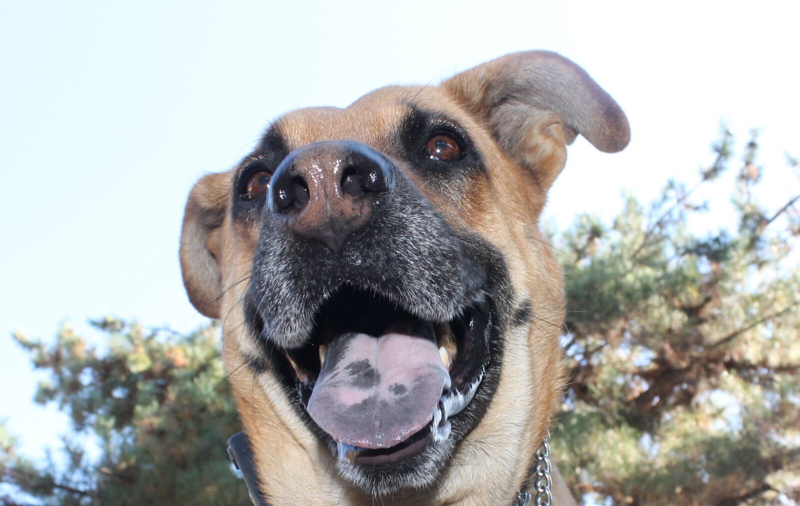 Canon EOS 1100D (EOS Rebel T3 / EOS Kiss X50) sample photo. Dog, looking, tall photography
