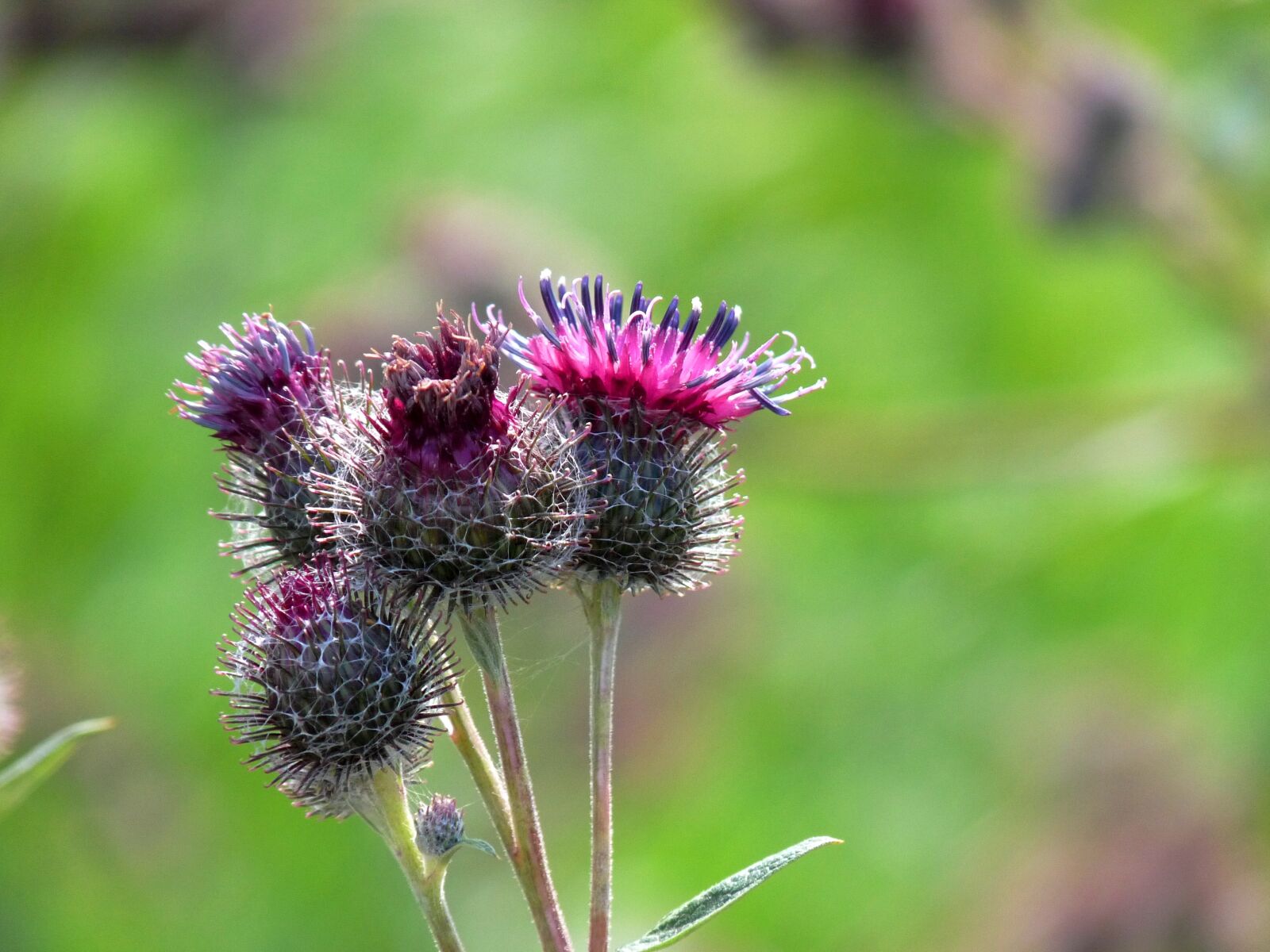 Panasonic Lumix DMC-FZ28 sample photo. Poppy, nature, detail photography