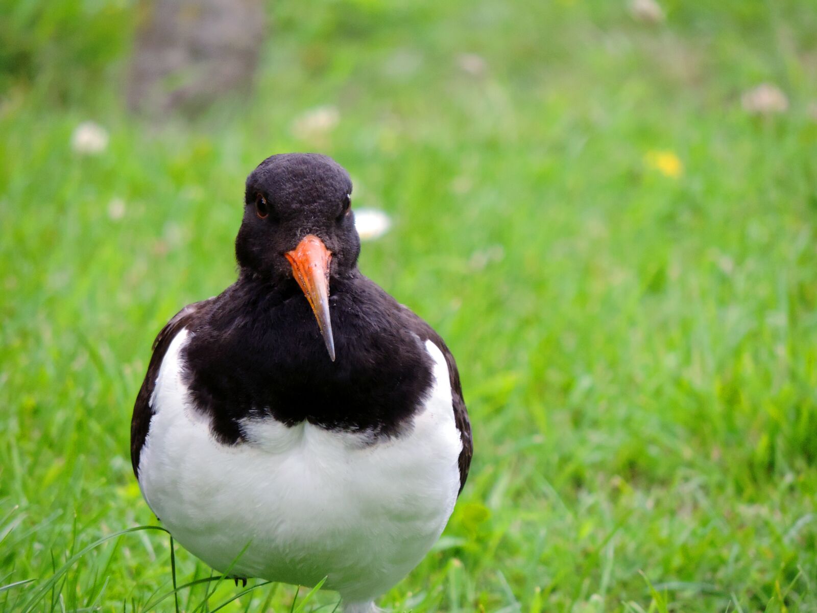 Nikon Coolpix P520 sample photo. Oystercatcher, watt bird, sea photography