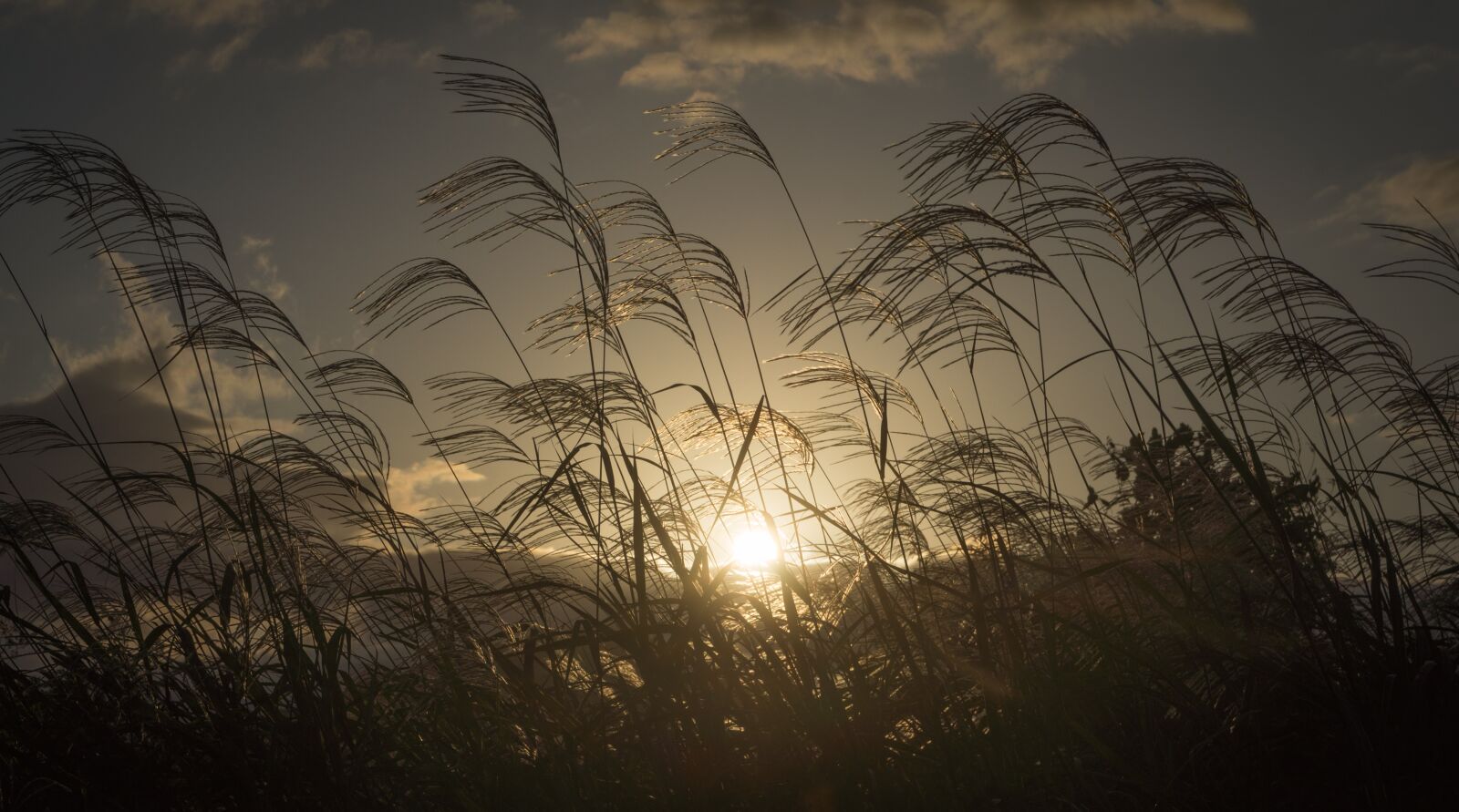 Sony Alpha NEX-5N sample photo. Silver grass, autumn, nature photography