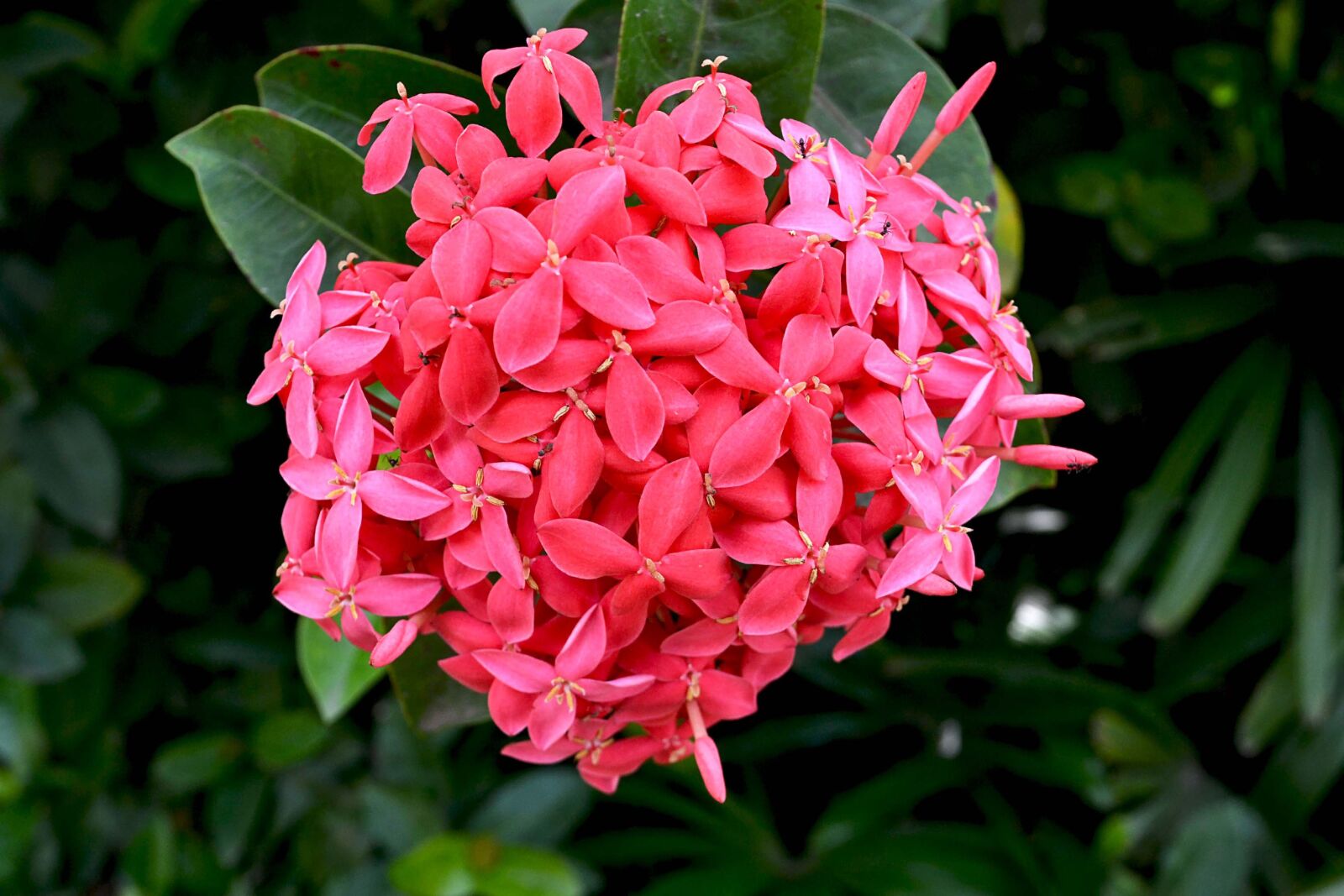 Nikon D3100 sample photo. Relax, habitat, asian photography