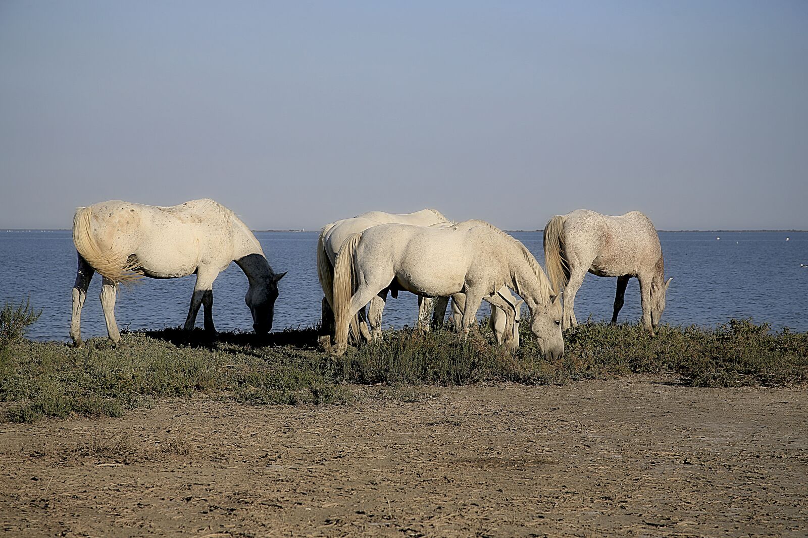 Canon EOS 5D Mark III sample photo. Horse, mane, horseback riding photography