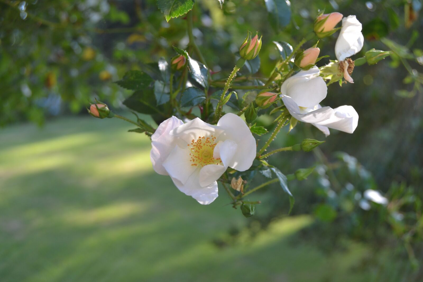 Nikon D3100 sample photo. Flower, dogrose, pink photography