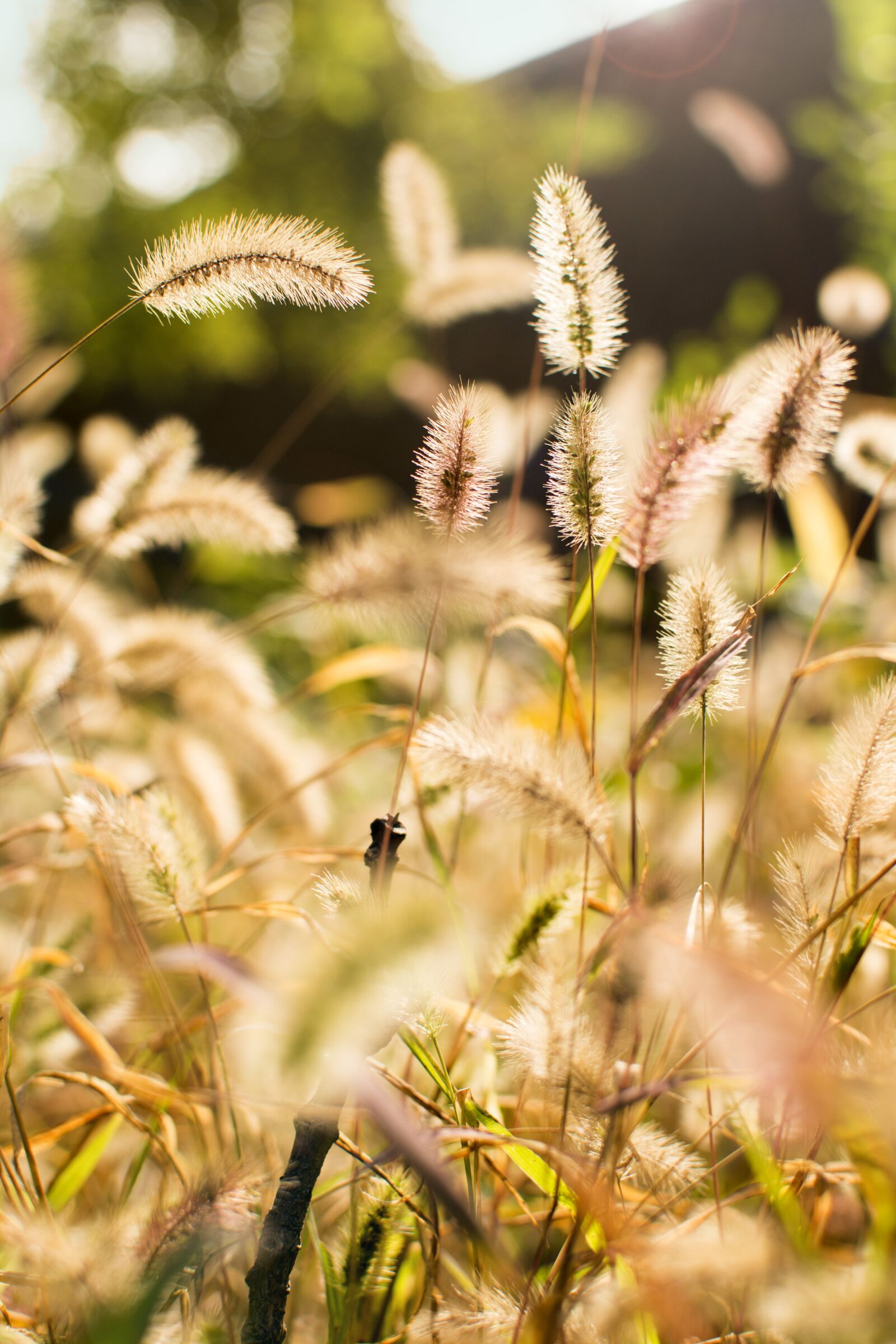 Nikon D7100 sample photo. Setaria viridis, plant, sunshine photography