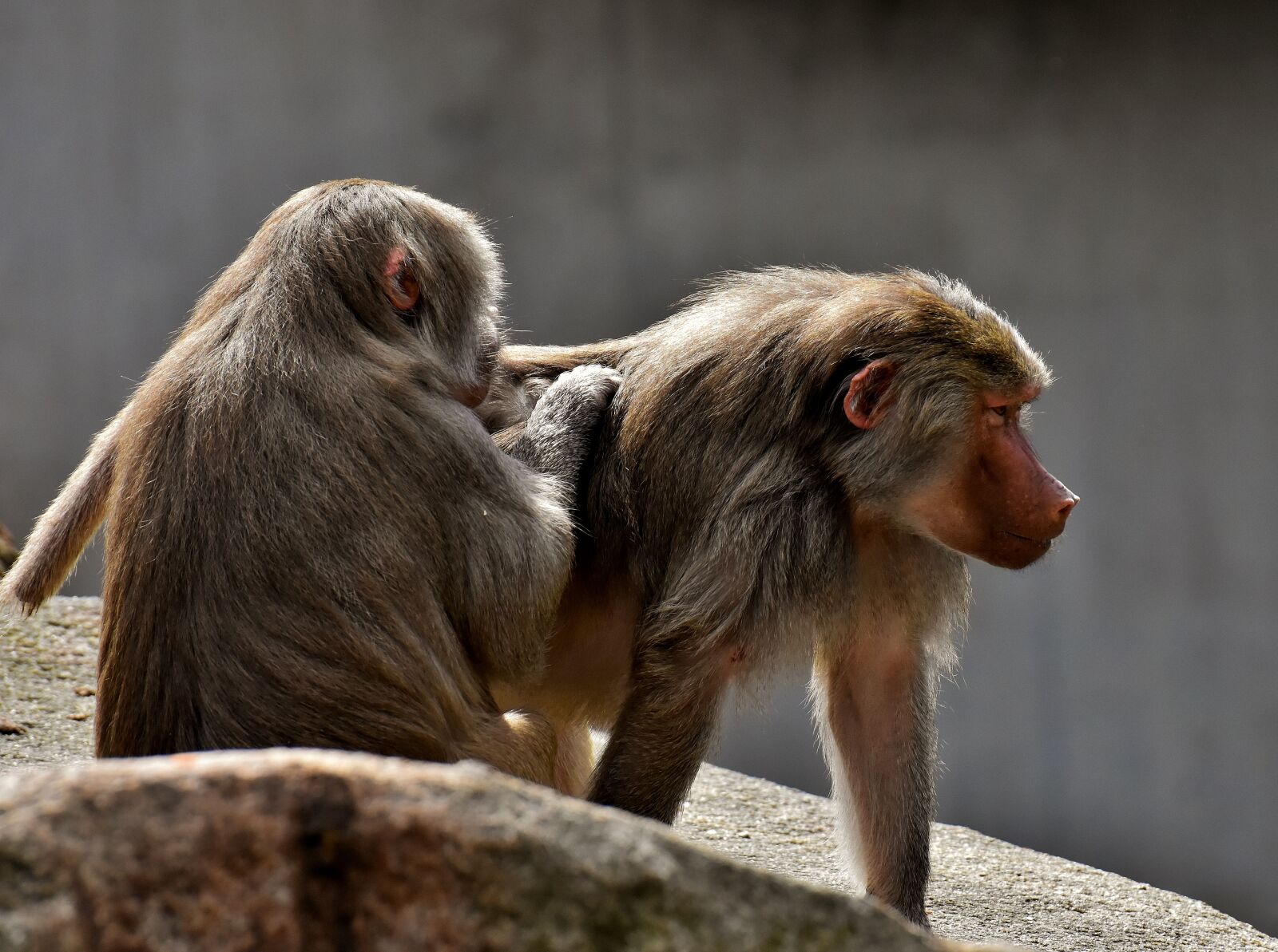 Nikon D7200 sample photo. Coat baboons, ape, primates photography