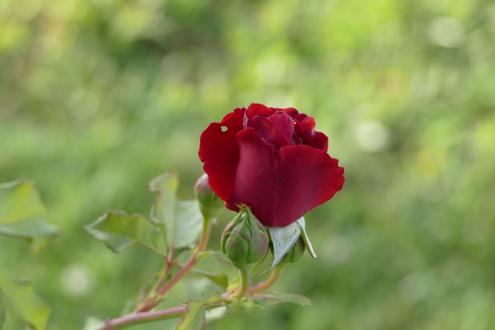 Panasonic Lumix DMC-FZ1000 sample photo. Red rose, flower, roses photography
