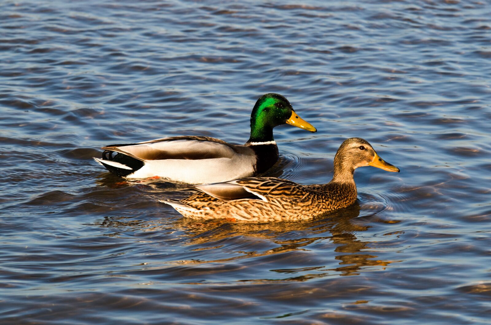 Pentax K-50 + Sigma sample photo. Duck, water, ducks photography