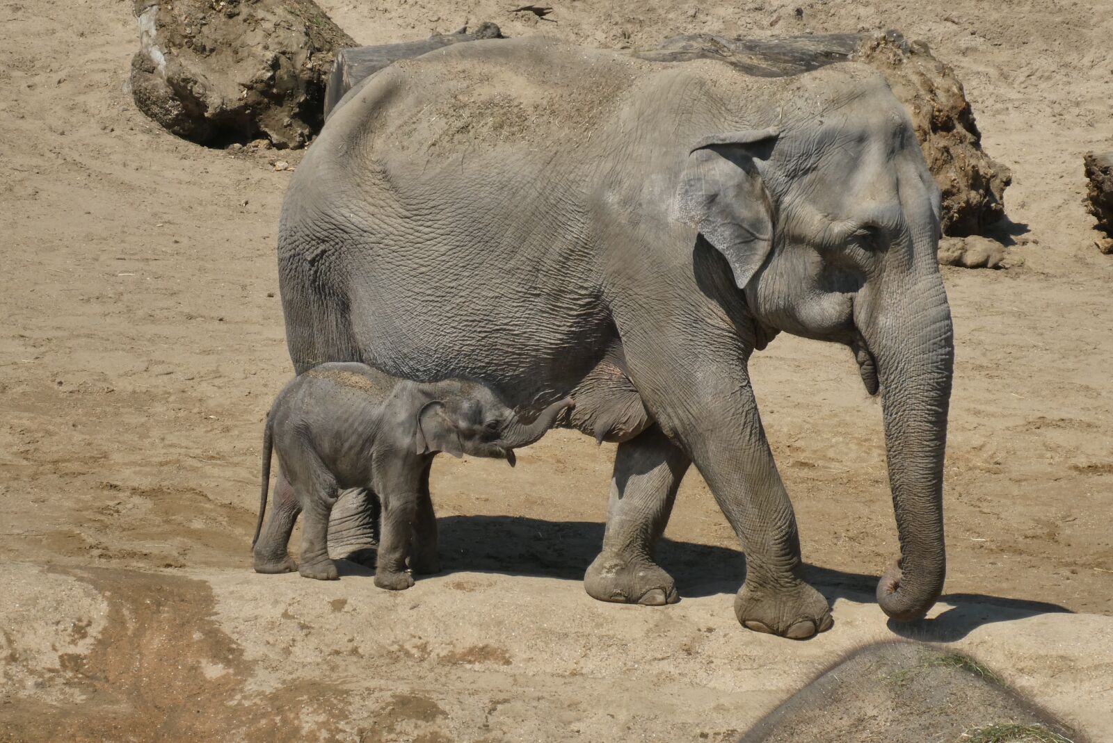 Panasonic Lumix DC-ZS70 (Lumix DC-TZ90) sample photo. Elephant with boy, young photography
