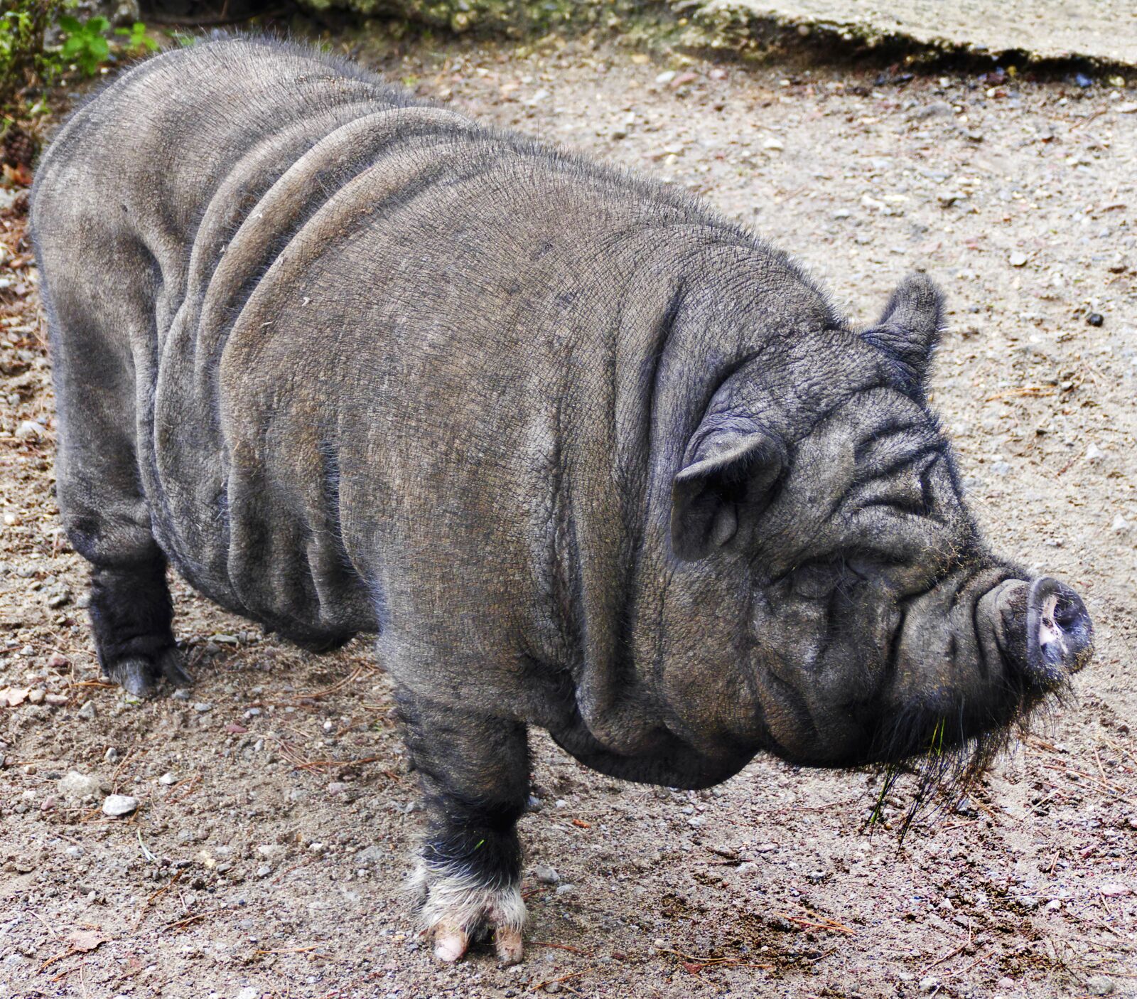 Panasonic Lumix DMC-FZ1000 sample photo. Pig, pot bellied pig photography