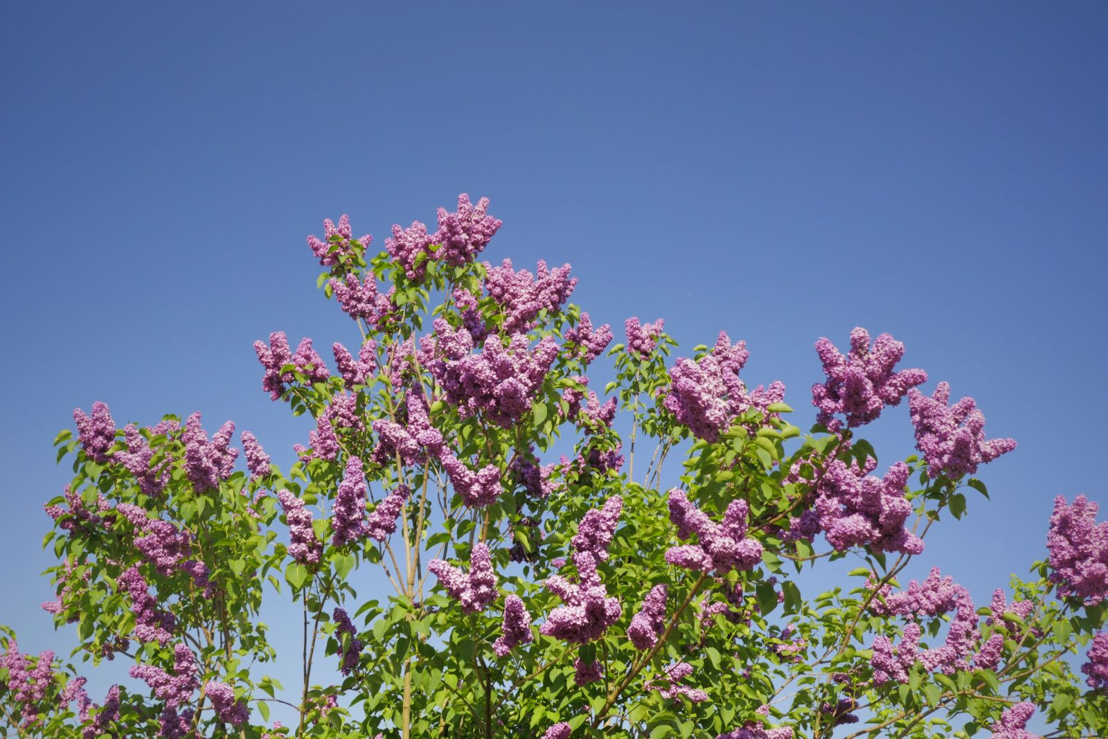 Panasonic Lumix DMC-GX8 + Panasonic Leica DG Summilux 15mm F1.7 ASPH sample photo. Lilac, purple, blossom photography