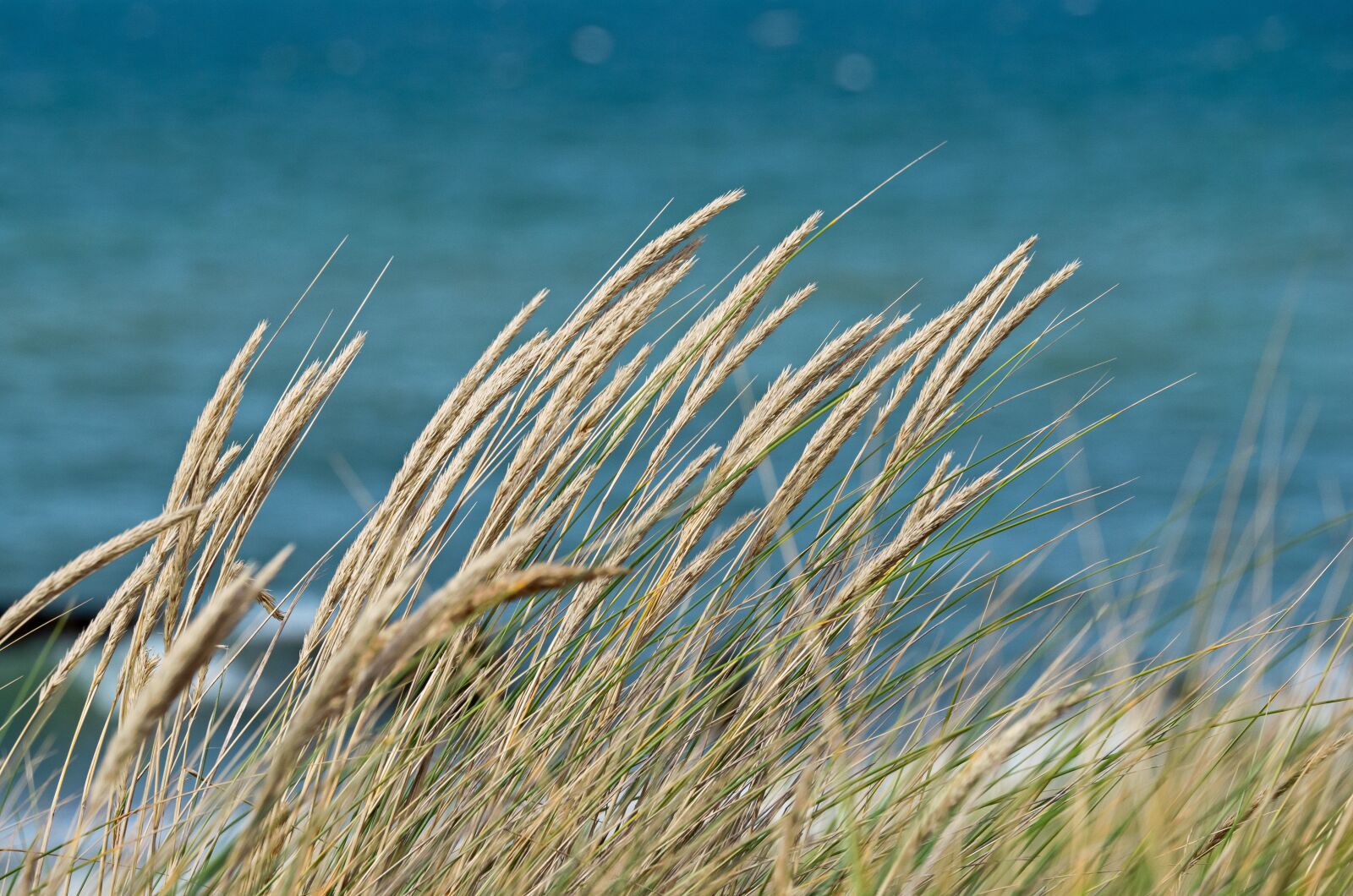 Panasonic Leica DG Vario-Elmarit 50-200mm F2.8-4.0 ASPH Power OIS sample photo. Dune grass, coast, baltic photography