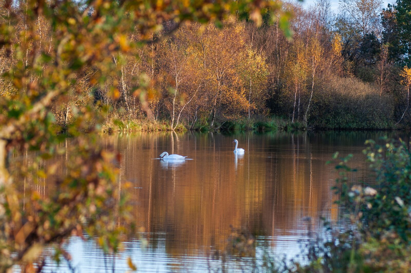 Nikon D90 sample photo. Swans, birds, water photography