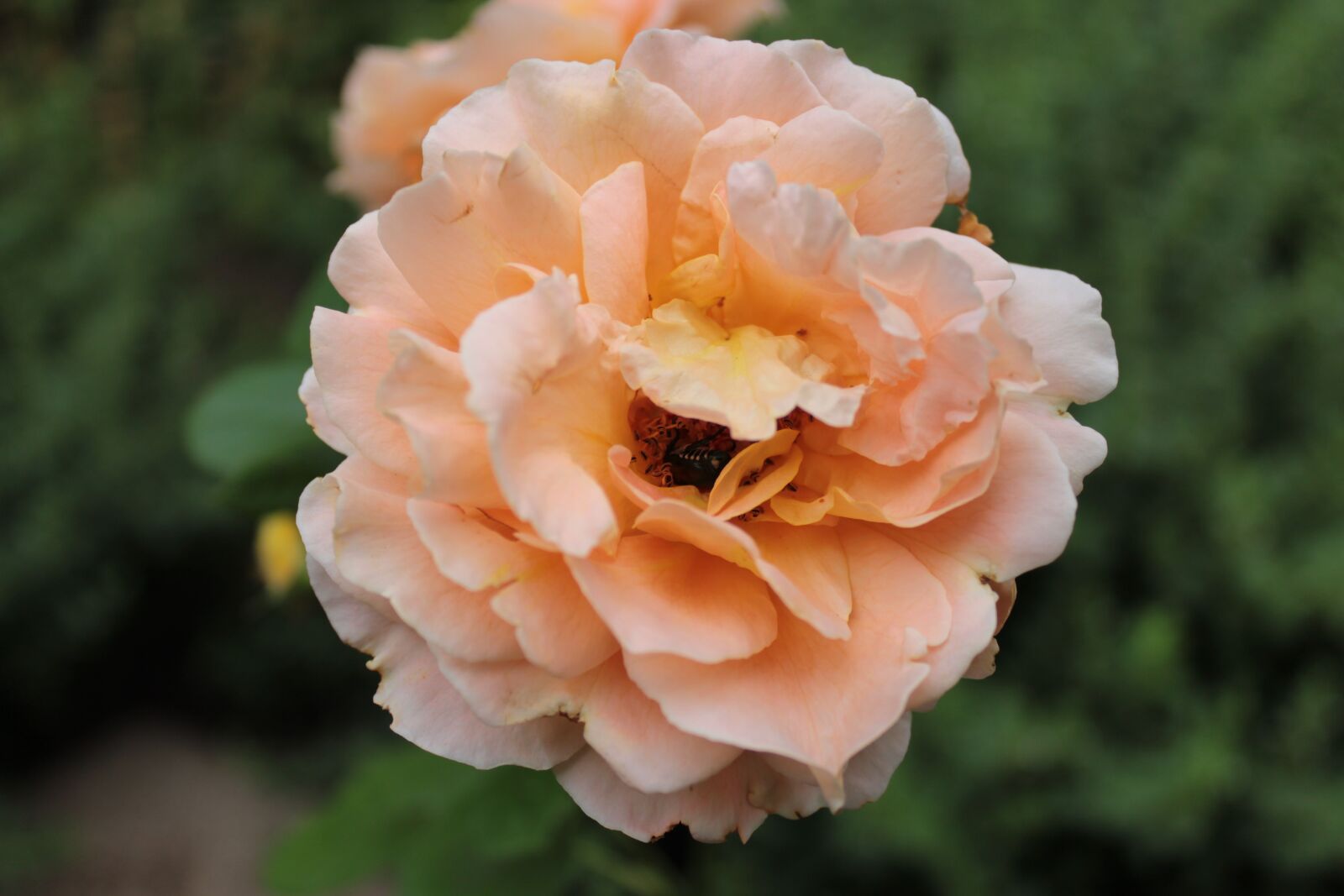 Canon EOS 1300D (EOS Rebel T6 / EOS Kiss X80) sample photo. Orange, flower, botanical gardens photography