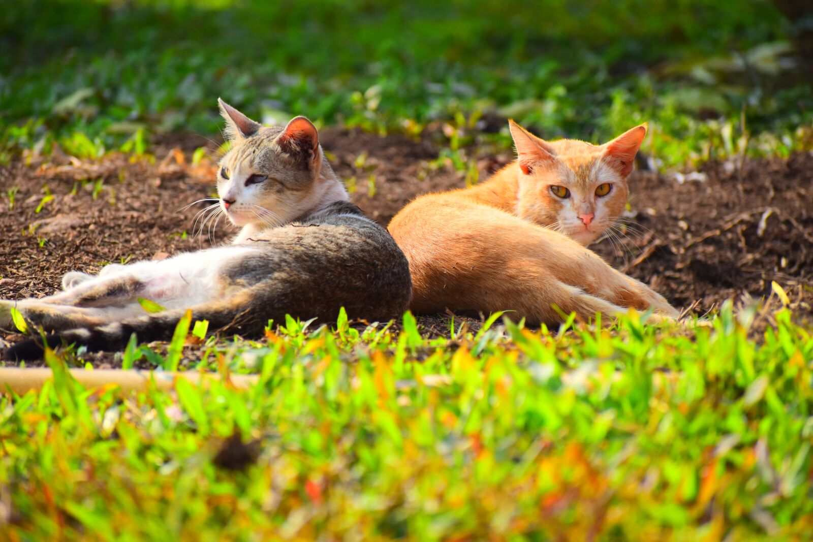 Nikon D5600 sample photo. Nature, animal, grass photography