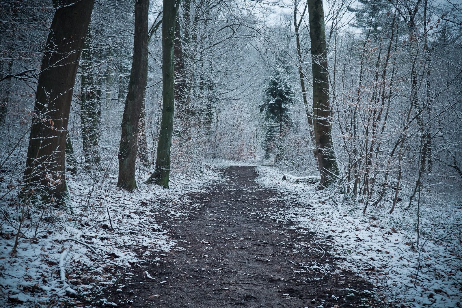 Olympus OM-D E-M10 sample photo. Winter, wood, nature photography