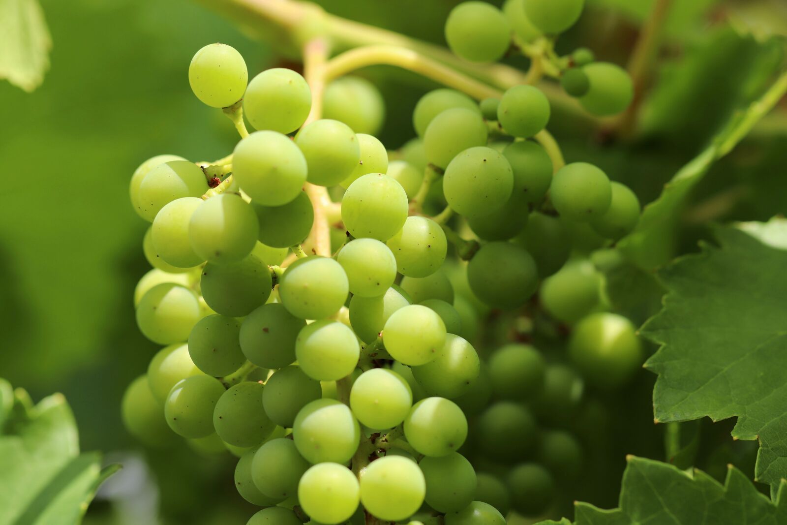 Canon EOS 800D (EOS Rebel T7i / EOS Kiss X9i) sample photo. Grapes, vine, winegrowing photography