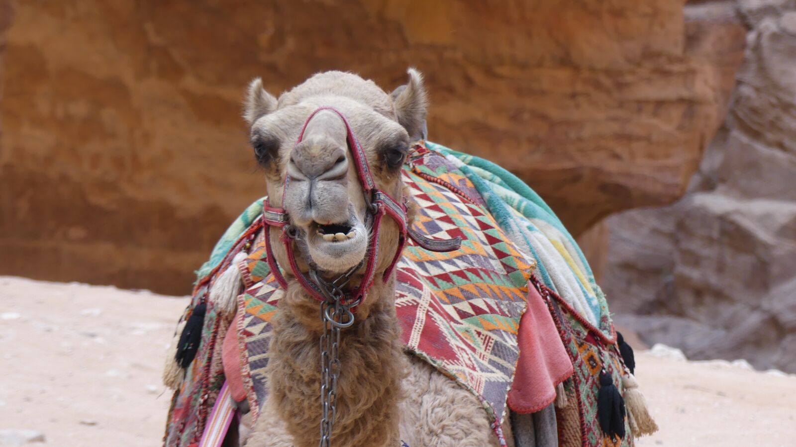 Panasonic Lumix DMC-FZ300 sample photo. Camel, animal, mammals photography