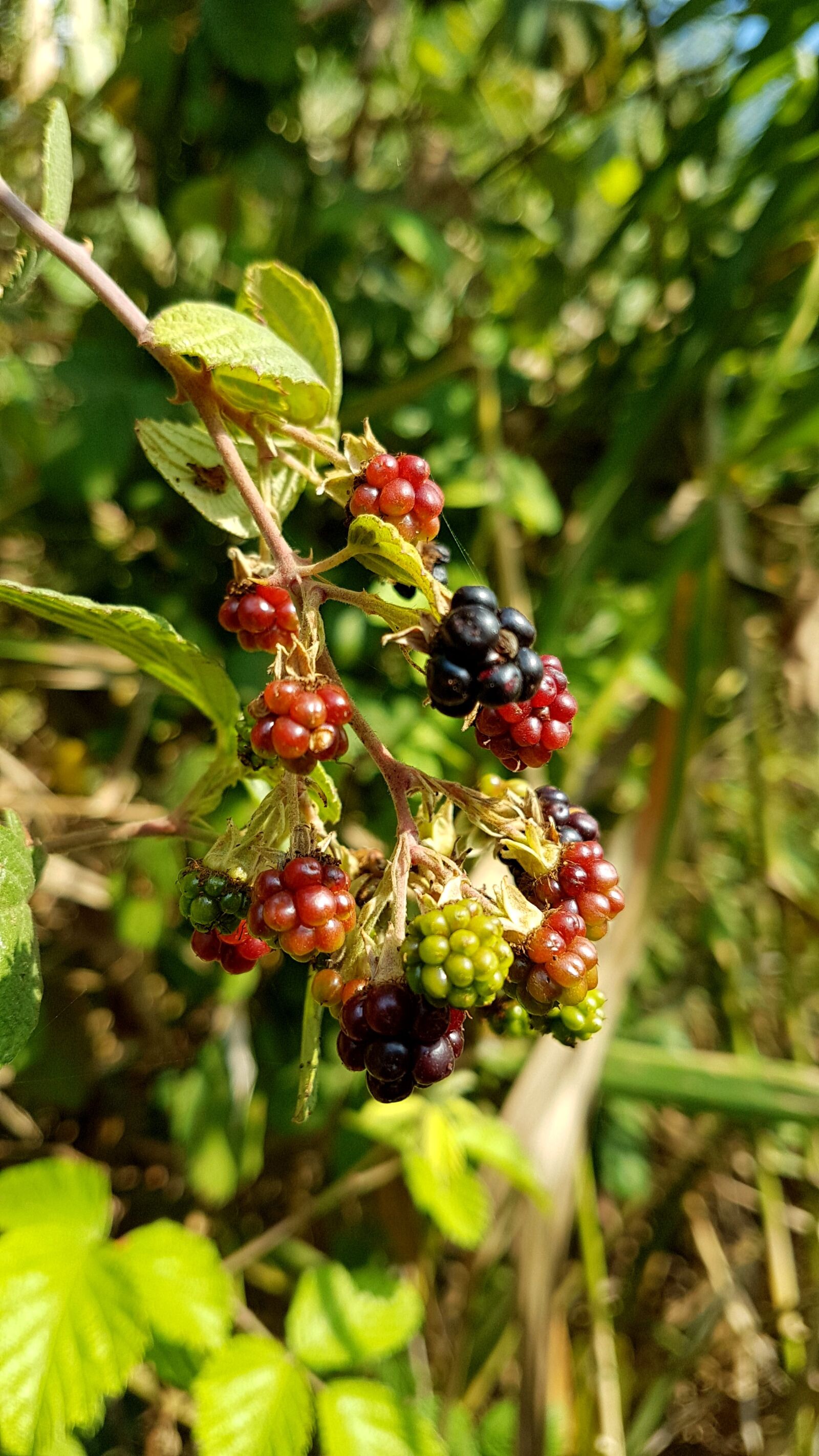 Samsung Galaxy S7 Edge sample photo. Berry, nature, leaf photography