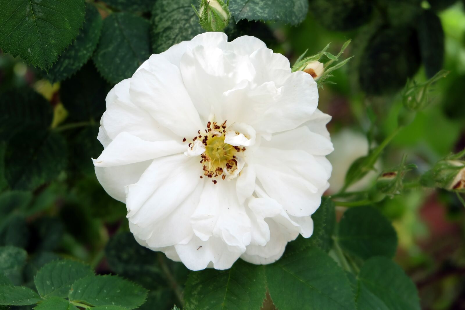 Fujifilm X-A2 sample photo. Rose, white rose, rose photography