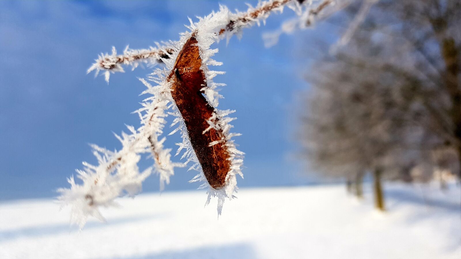 Samsung Galaxy S7 Edge sample photo. Winter, hoarfrost, frost photography