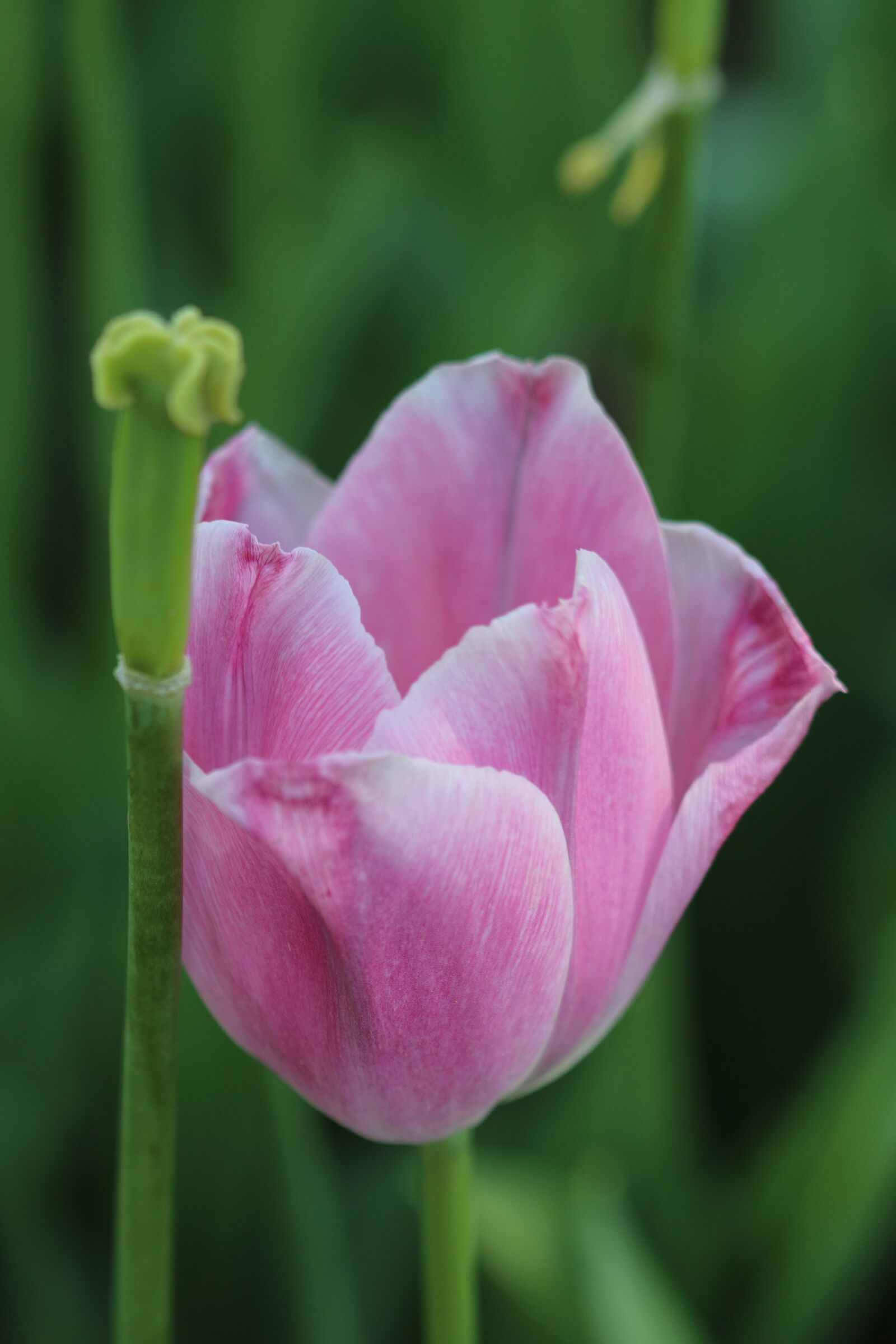 Canon EOS 70D + Canon EF 100mm F2.8 Macro USM sample photo. Tulips, white, pink photography